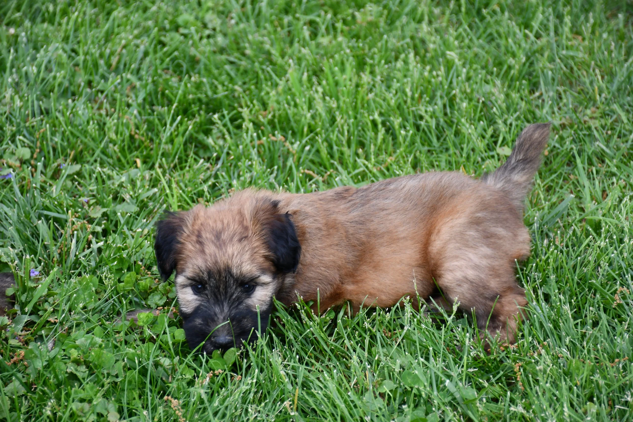 DSC_2775.JPG