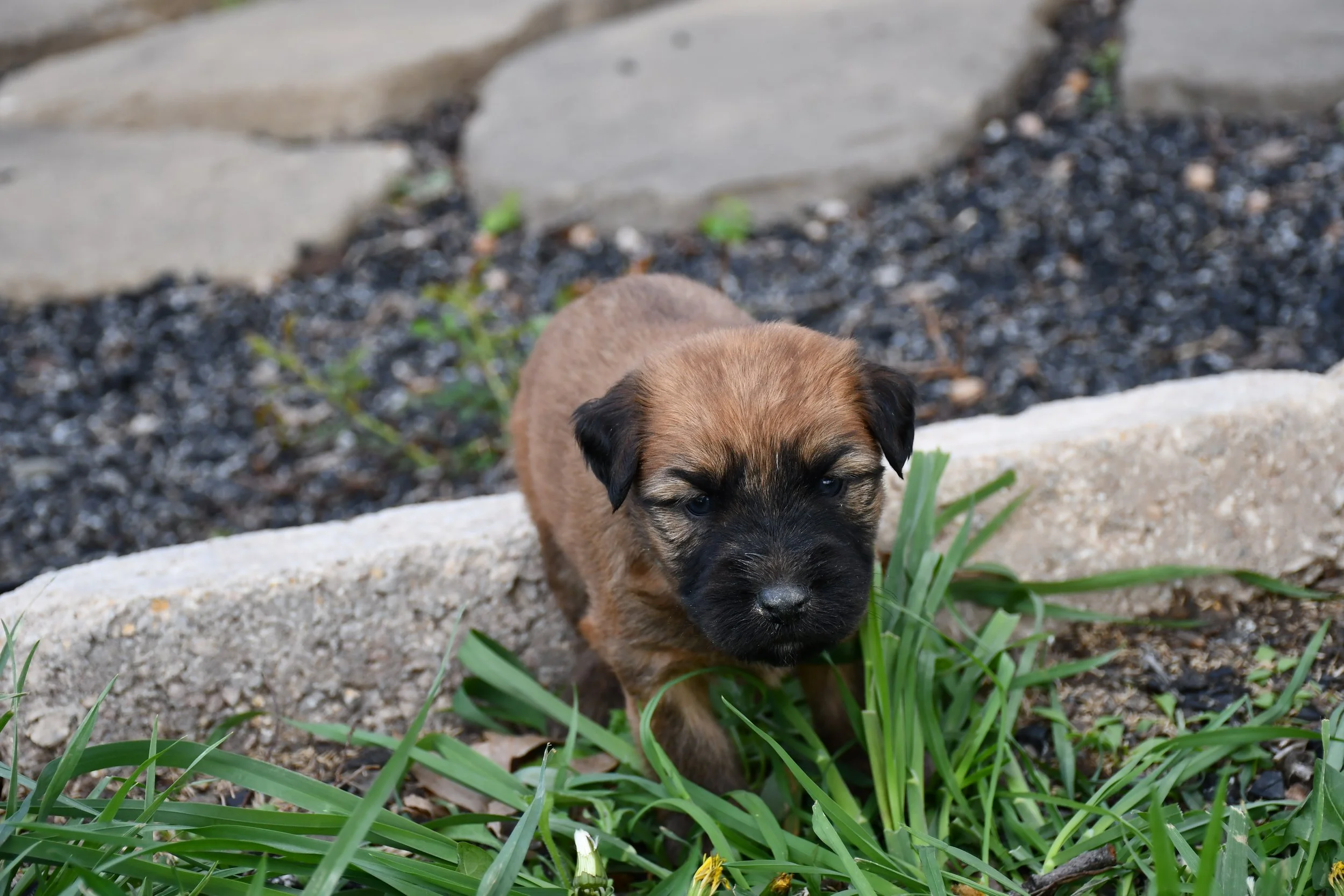 DSC_2347.JPG