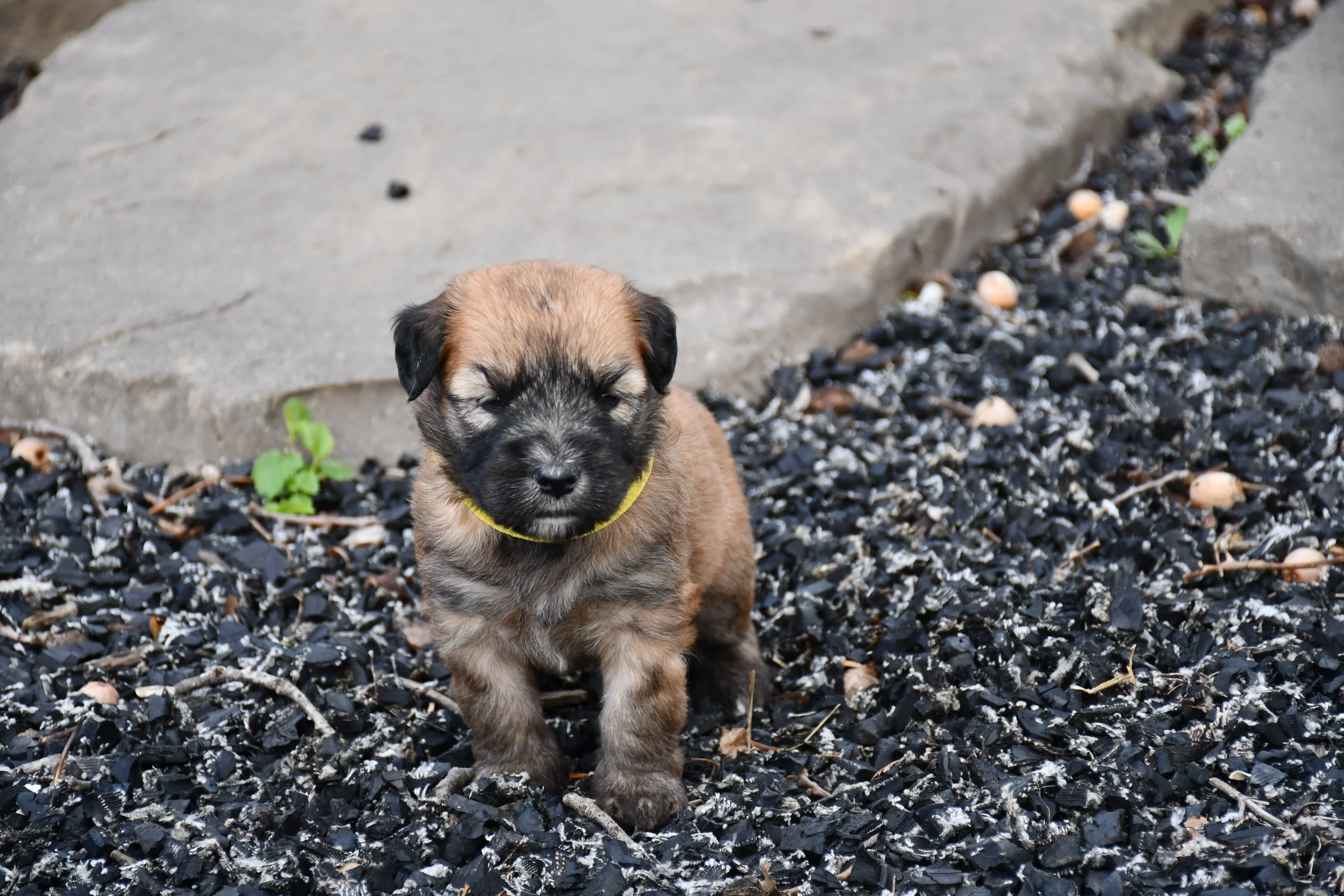 DSC_2213.JPG