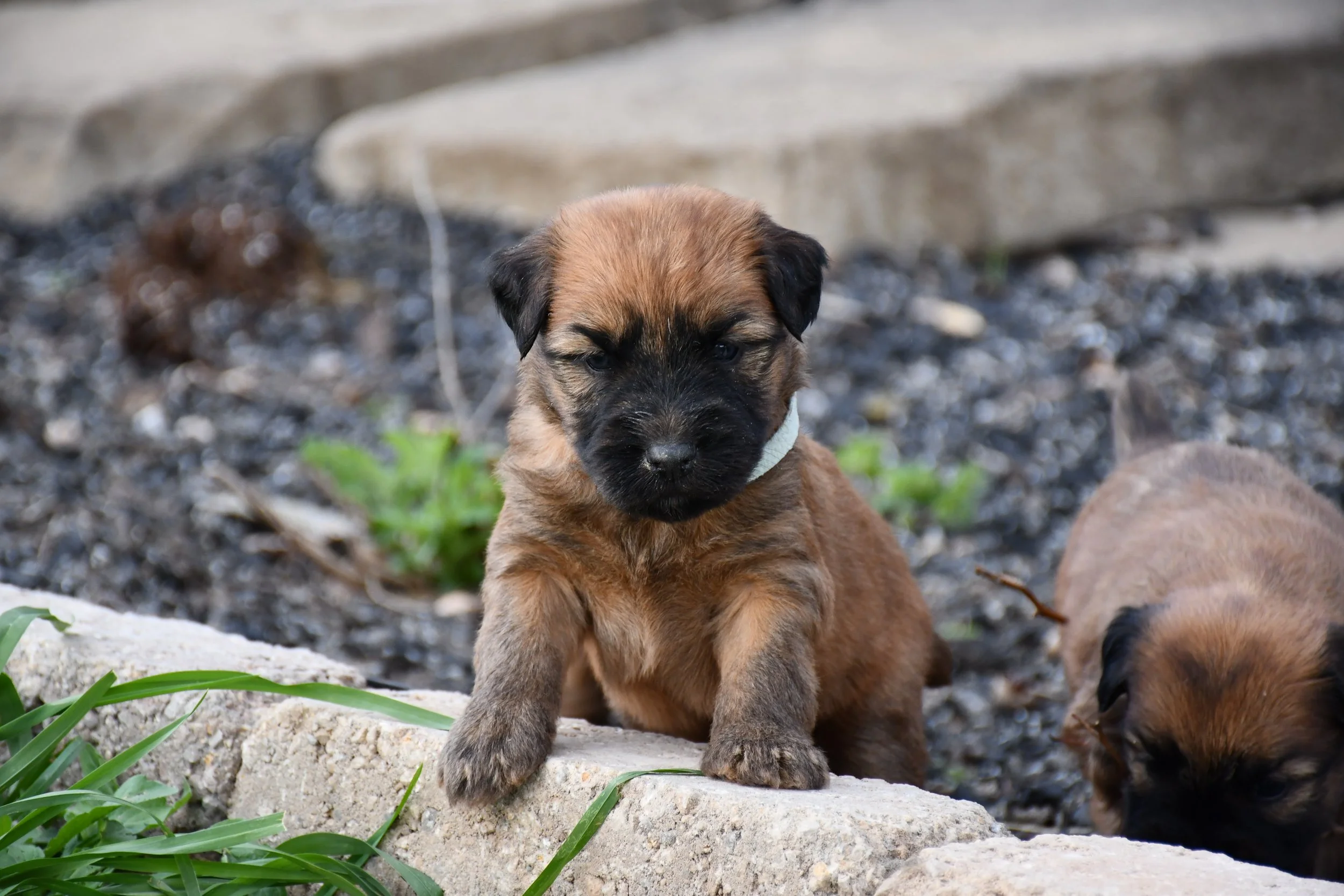 DSC_2317.JPG