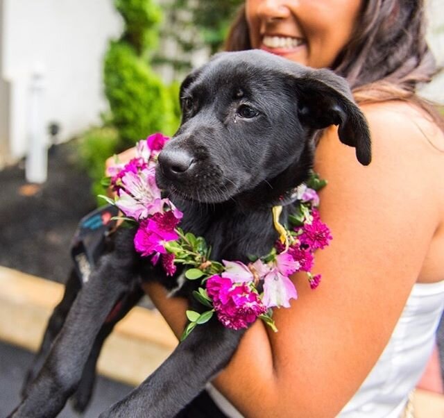If you are looking for a group to work with to become a rescue parent the @brandywinespca is wonderful. 
#spca #rescuedog #rescuedogsrock #sharethelove #flowercrown #workshop @chloeelmerphoto