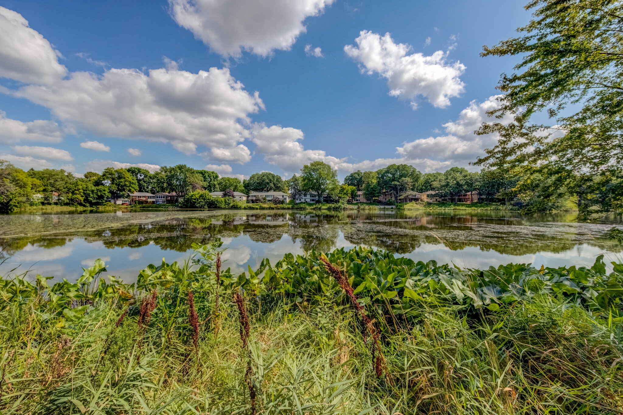 web_Community Pond.jpg