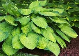 hosta.jpeg