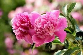 peony.jpeg