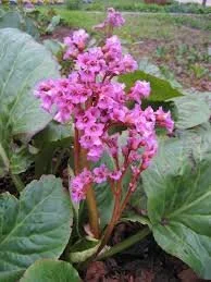 bergenia.jpeg