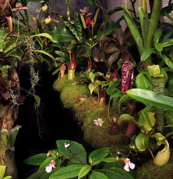 Nepenthes gully @ Red Leaf Exotics