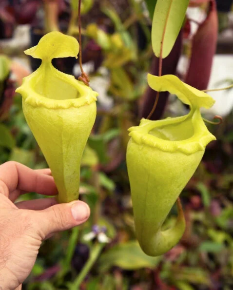 N. Flava x sibuyanensis