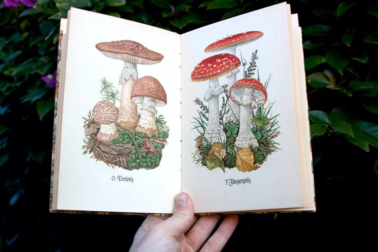 Das Kleine Pilzbuch — pictured: Perlpilz, Amanita rubescent (left) and Fliegenpilz, Amanita mascara (right). Einheimische Pilze each der Natur gezeichnet von Billi Harmerth, 1956. Infel-Bucherei Nr. 503.