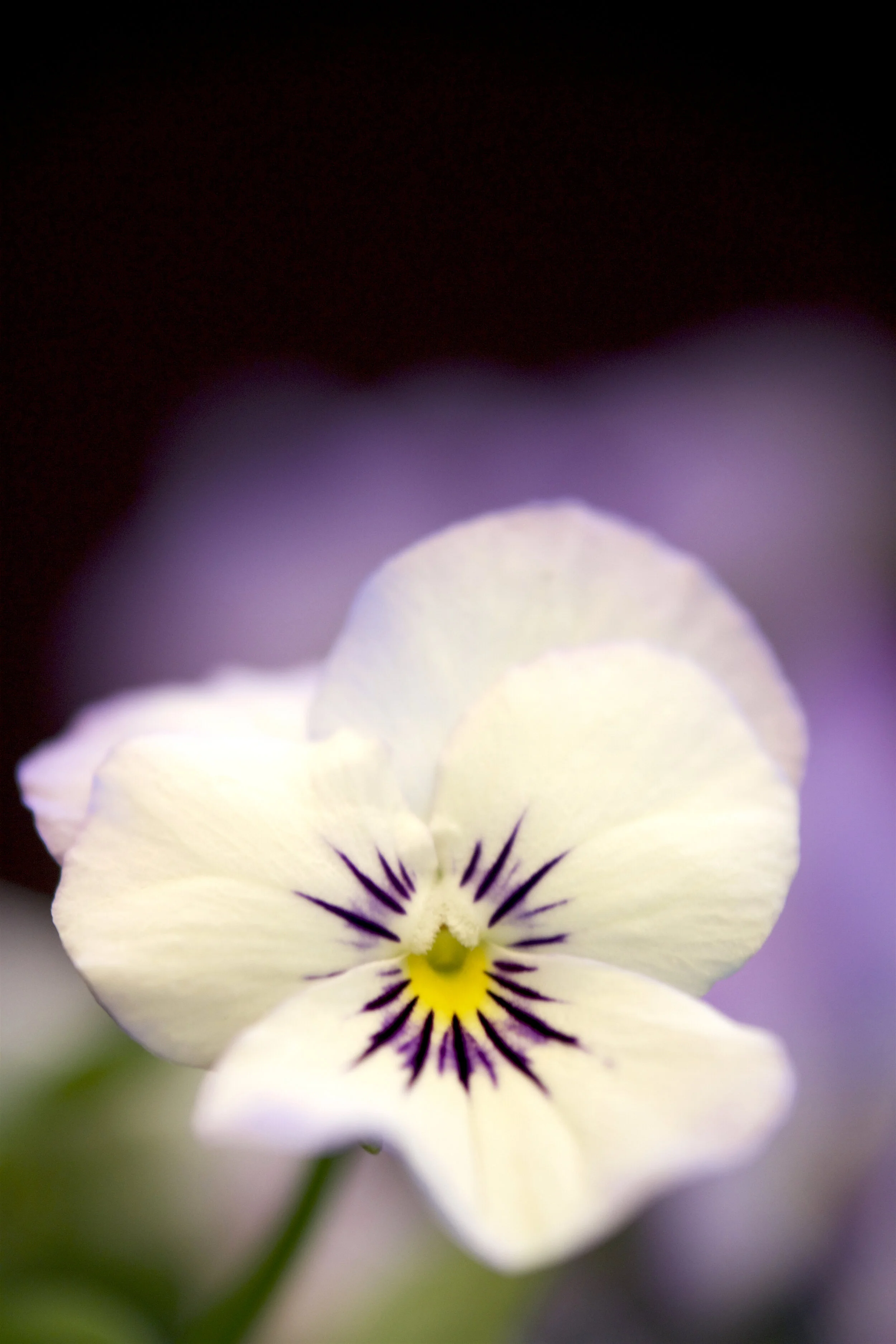 Viola x wittrockiana (the viola picotee Pansy) - gina jelinski