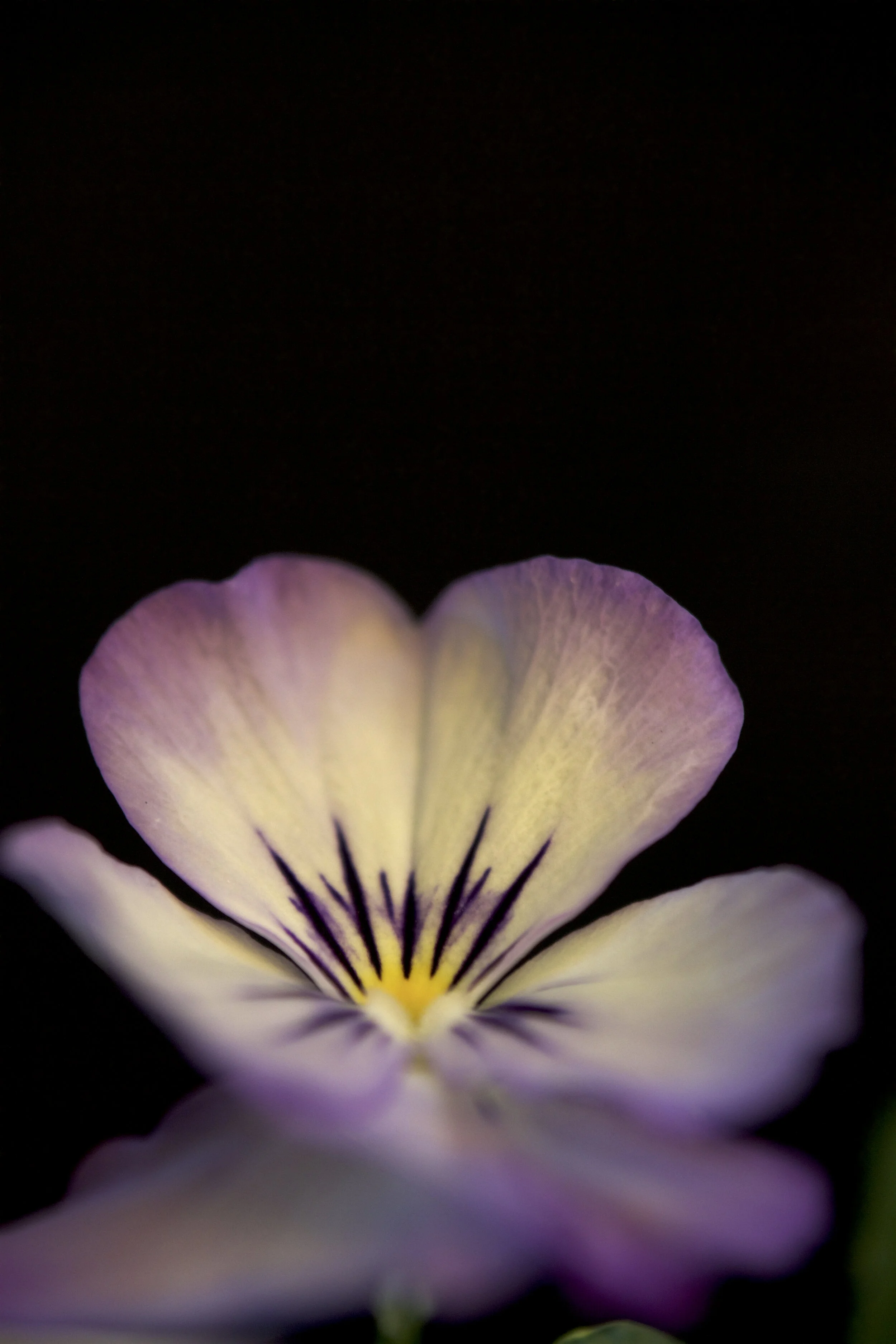 viola picotee gina jelinski