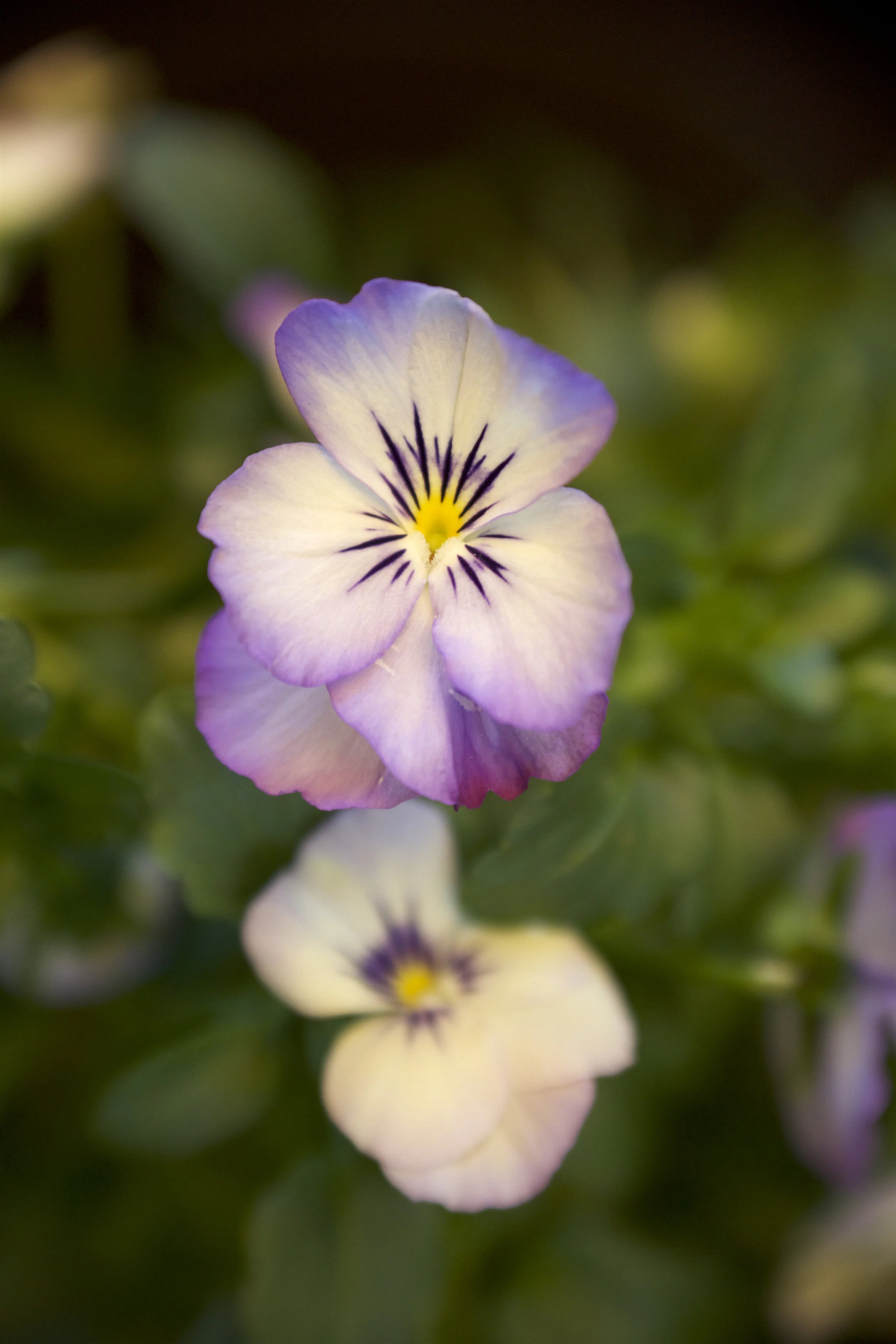 viola picotee double  gina jelinski