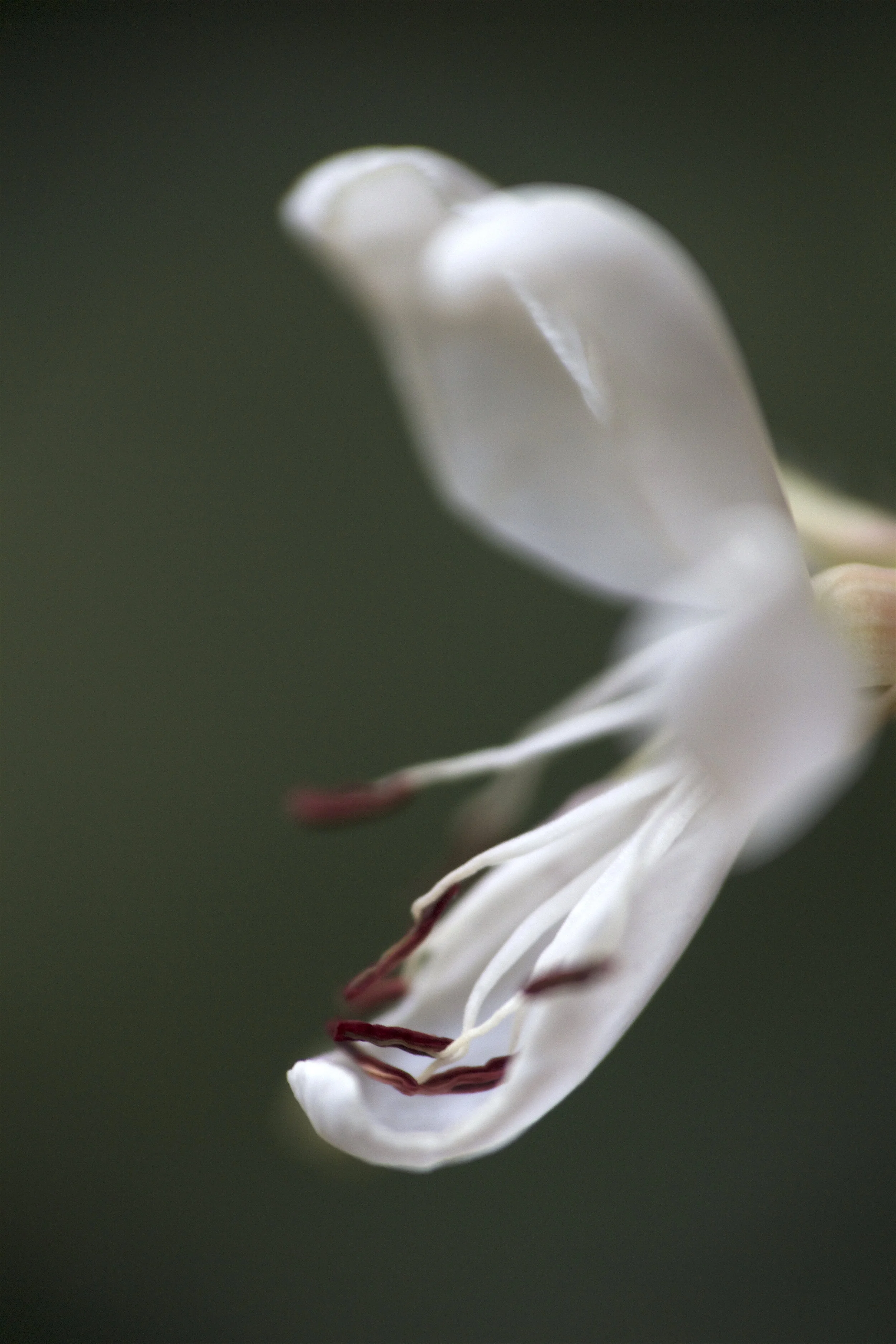 gaura softly