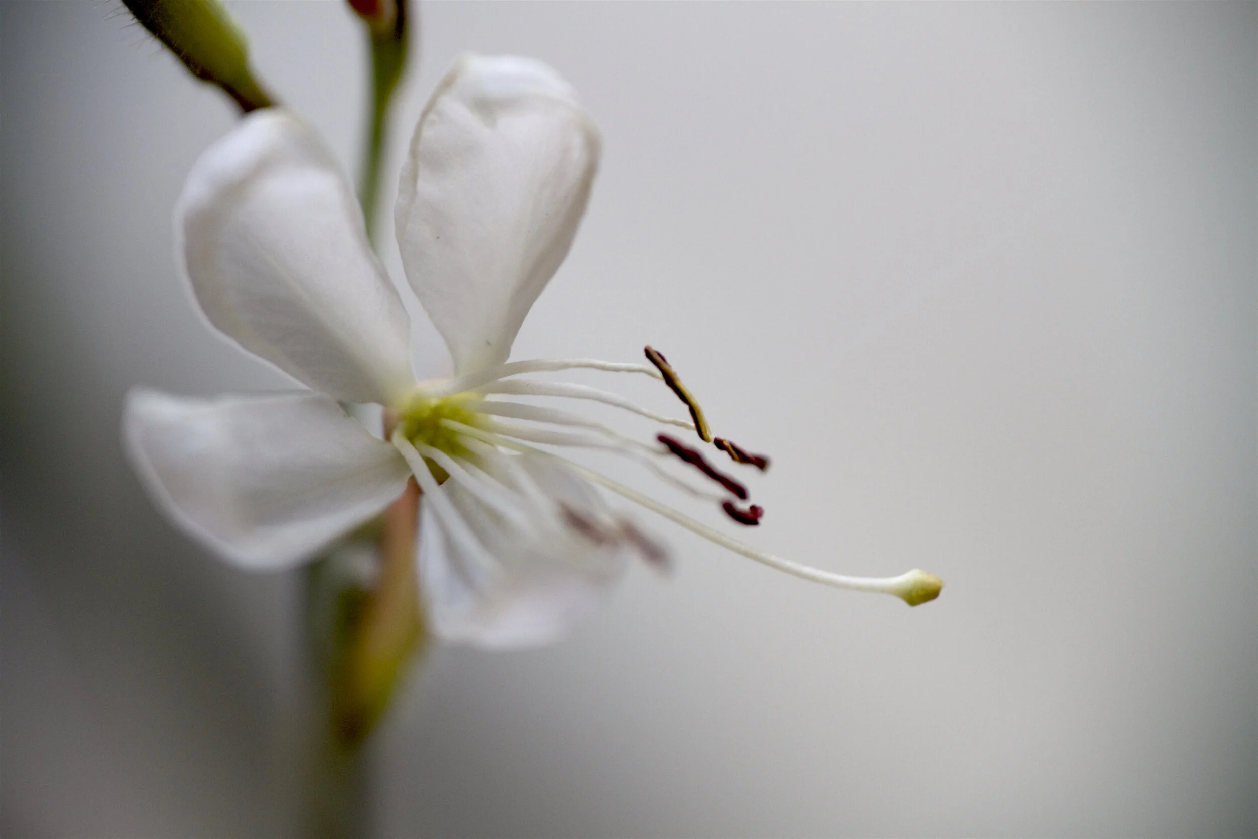 GAURA