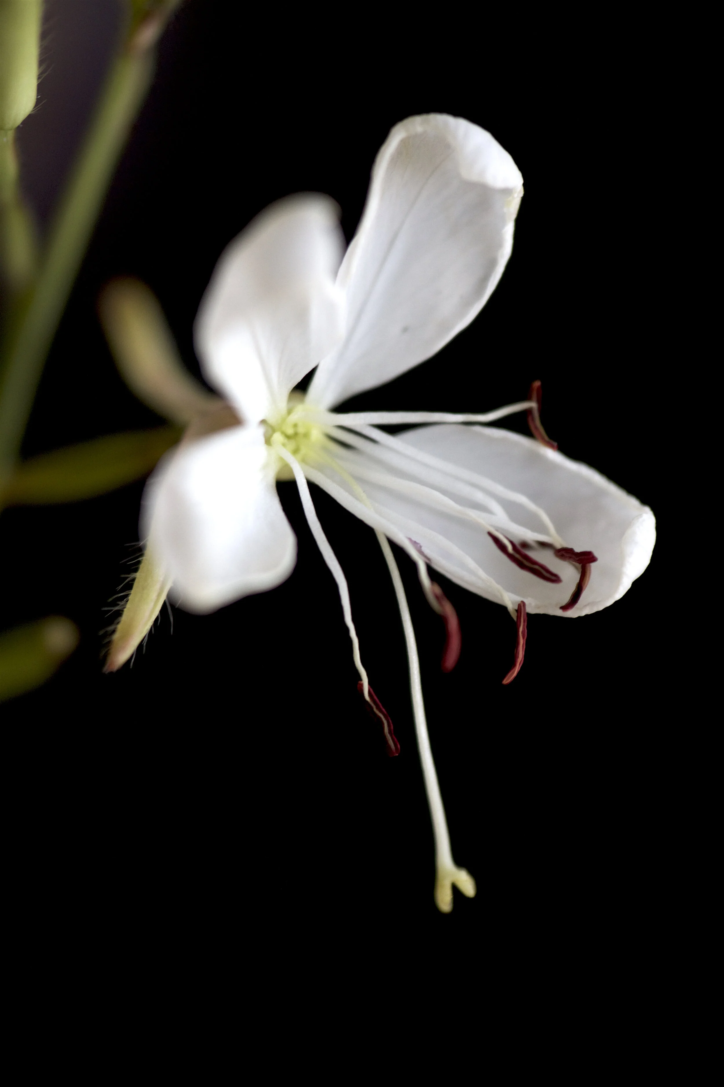 GAURA 2