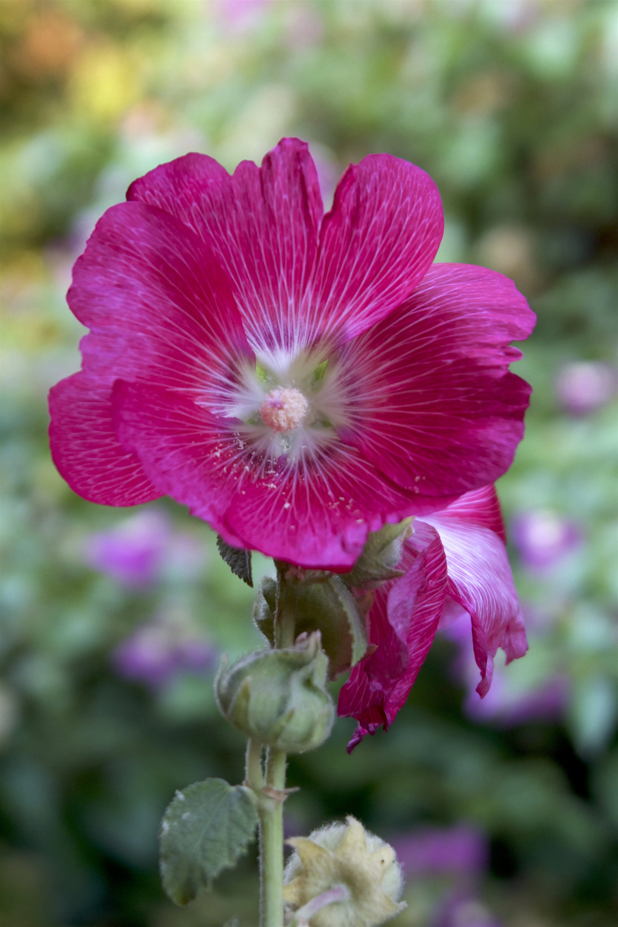 HOLLYHOCK gina jelinski
