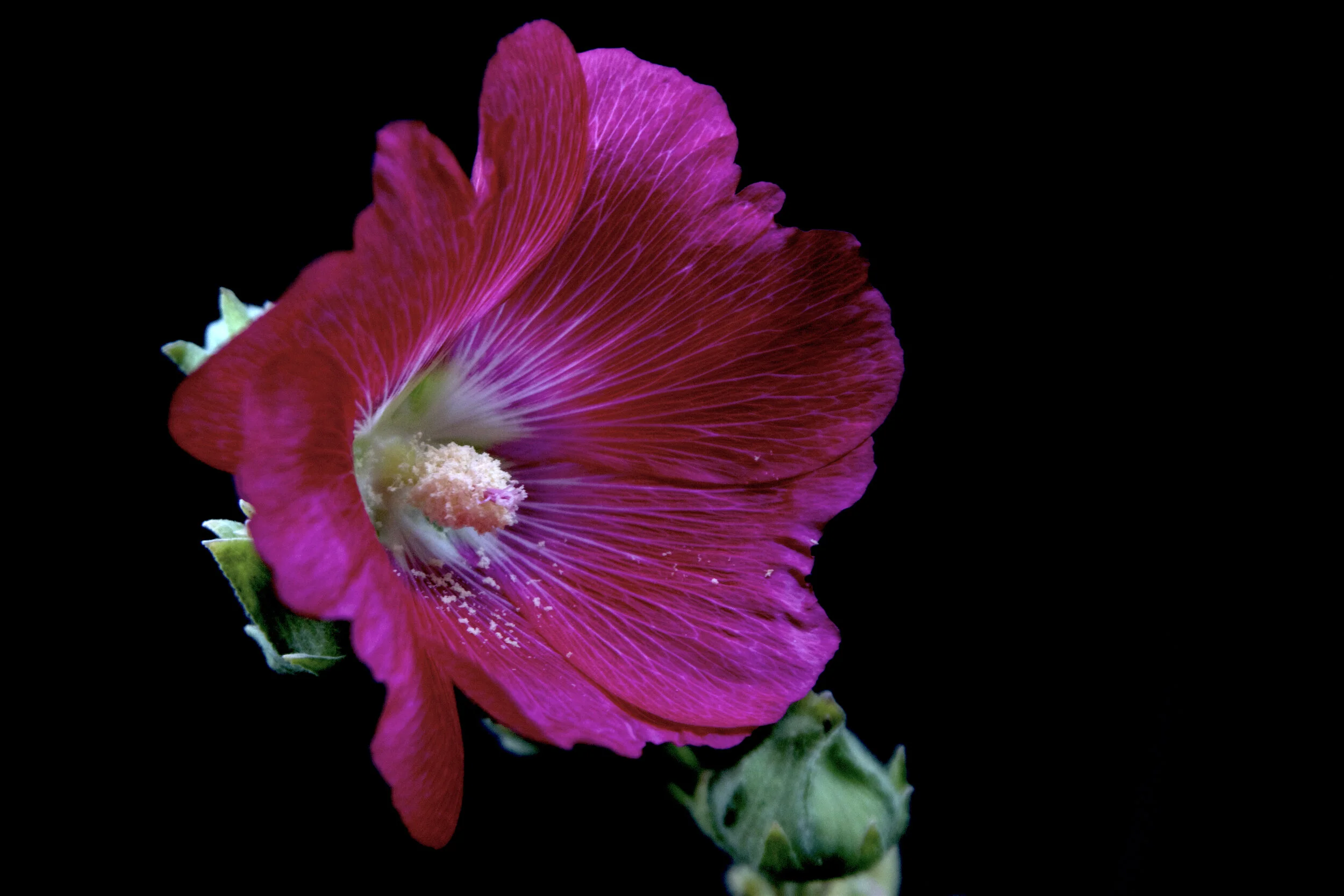 hollyhock gina jelinski