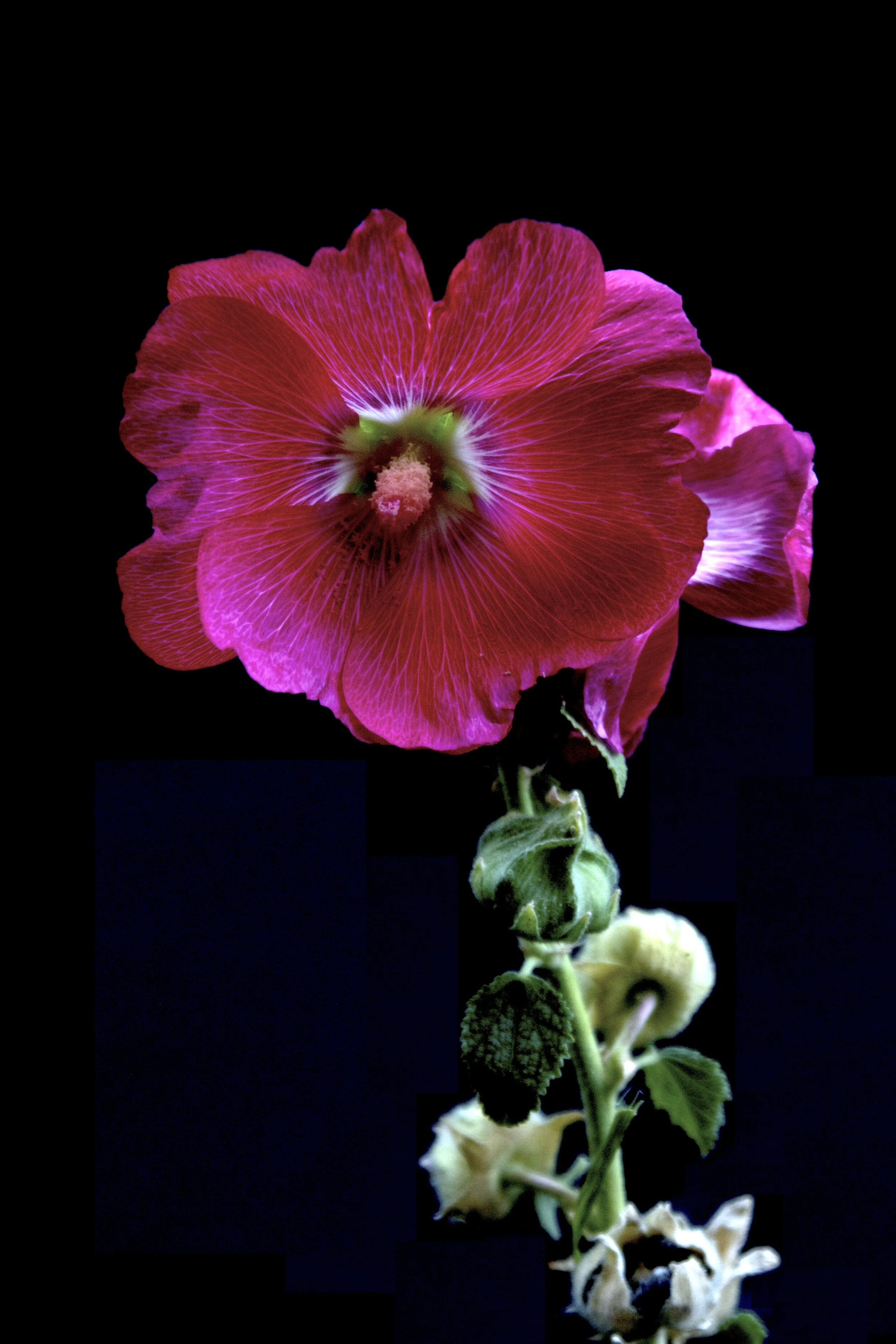 hollyhock bloom gina jelinski