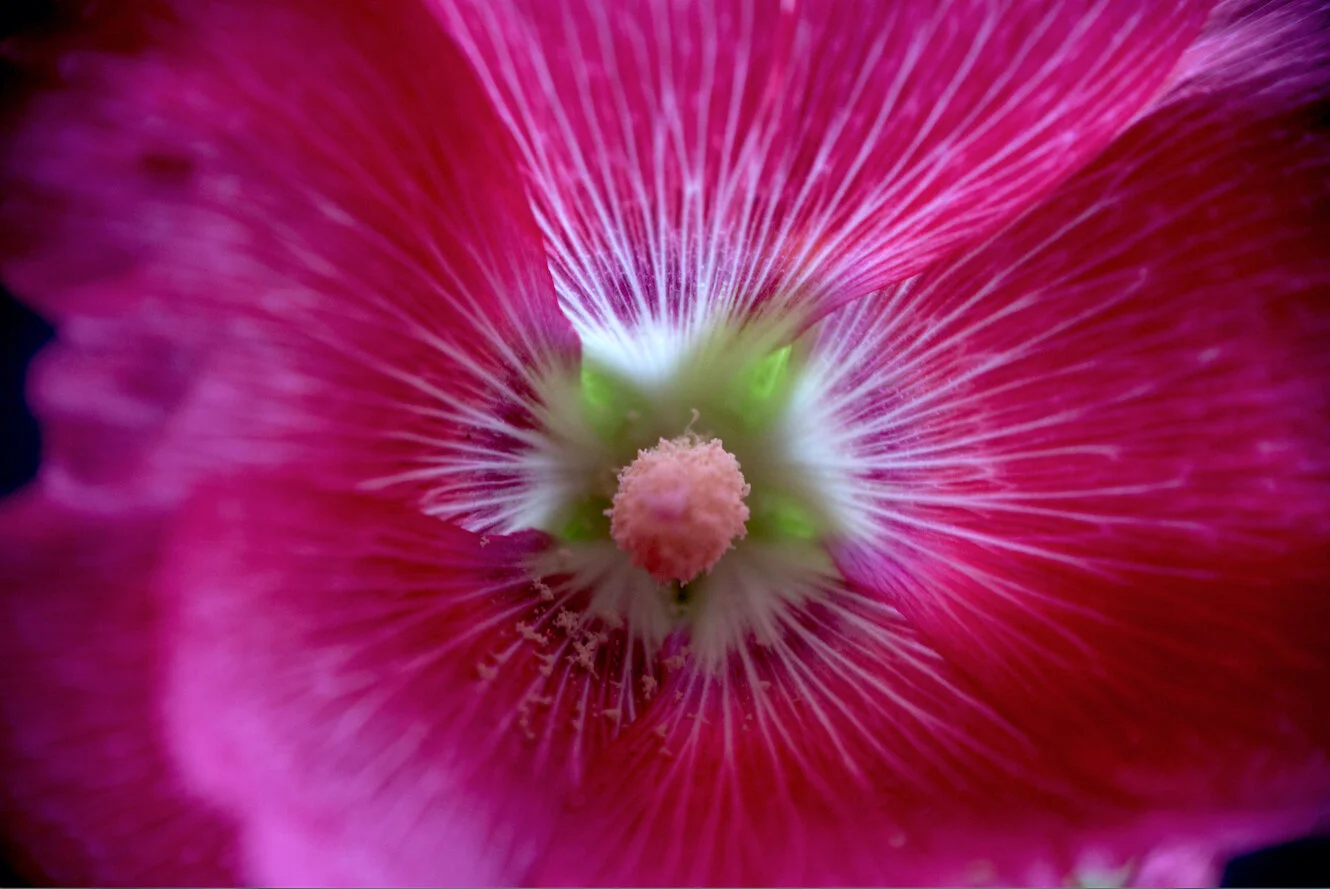 hollyhock close up