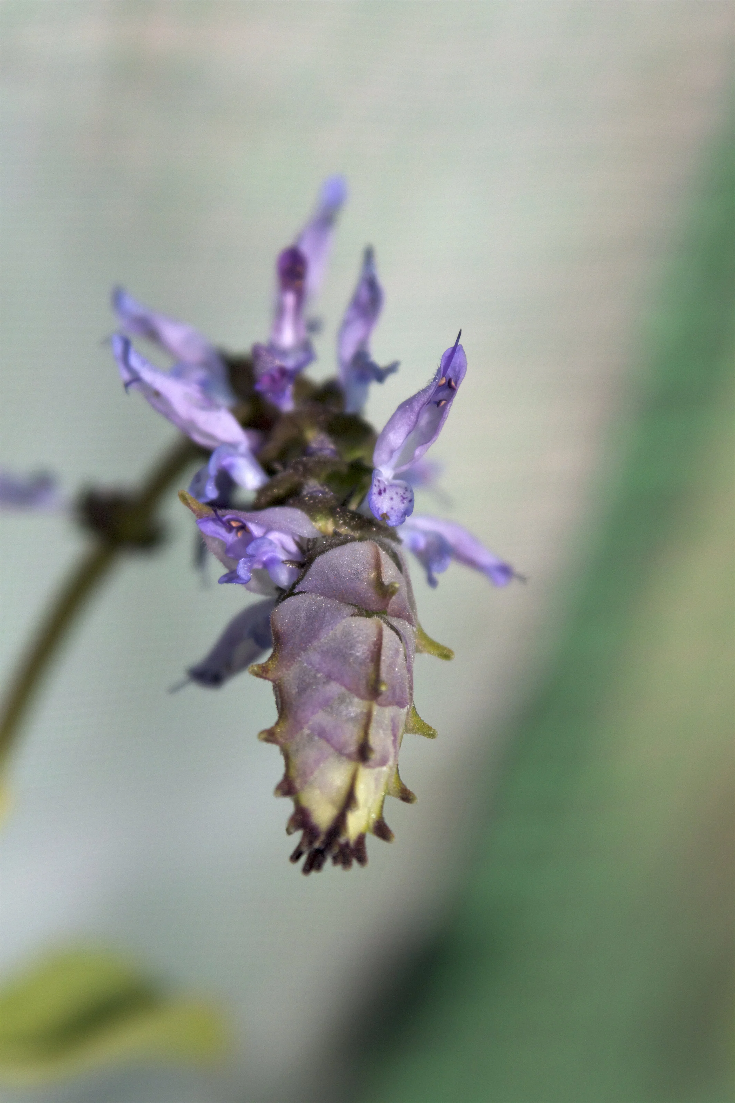 P. neochilus