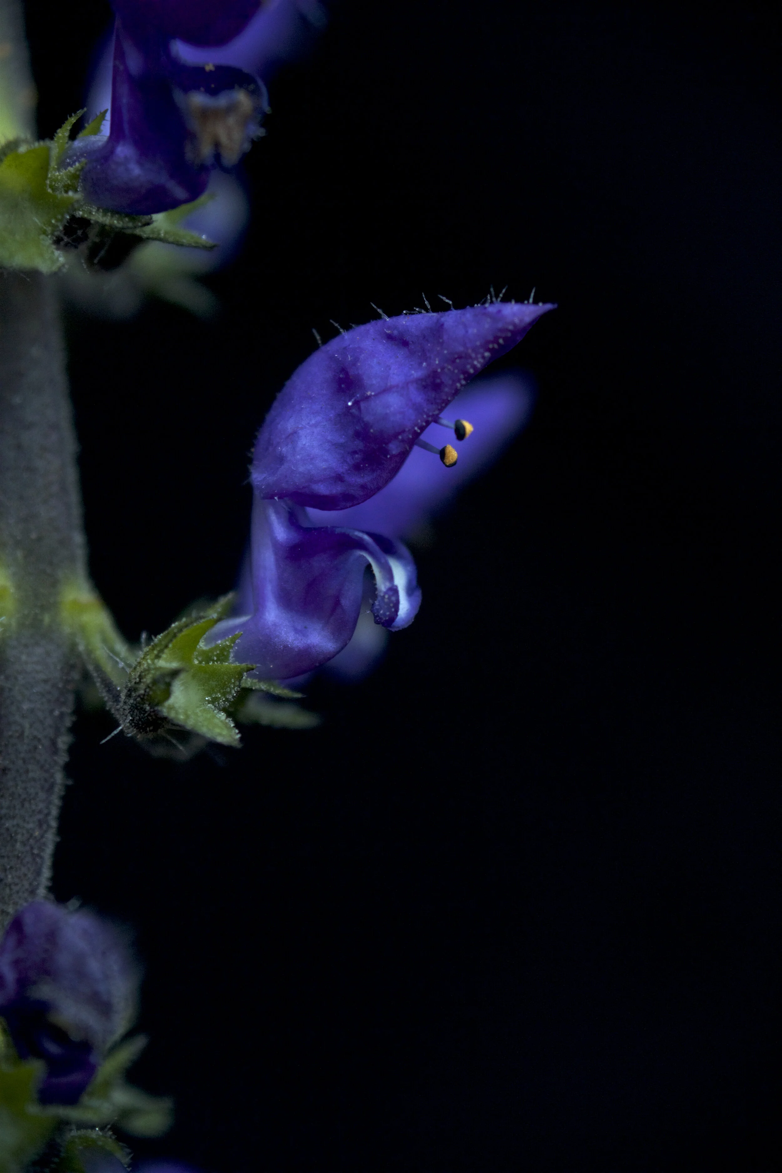 P. barbatus