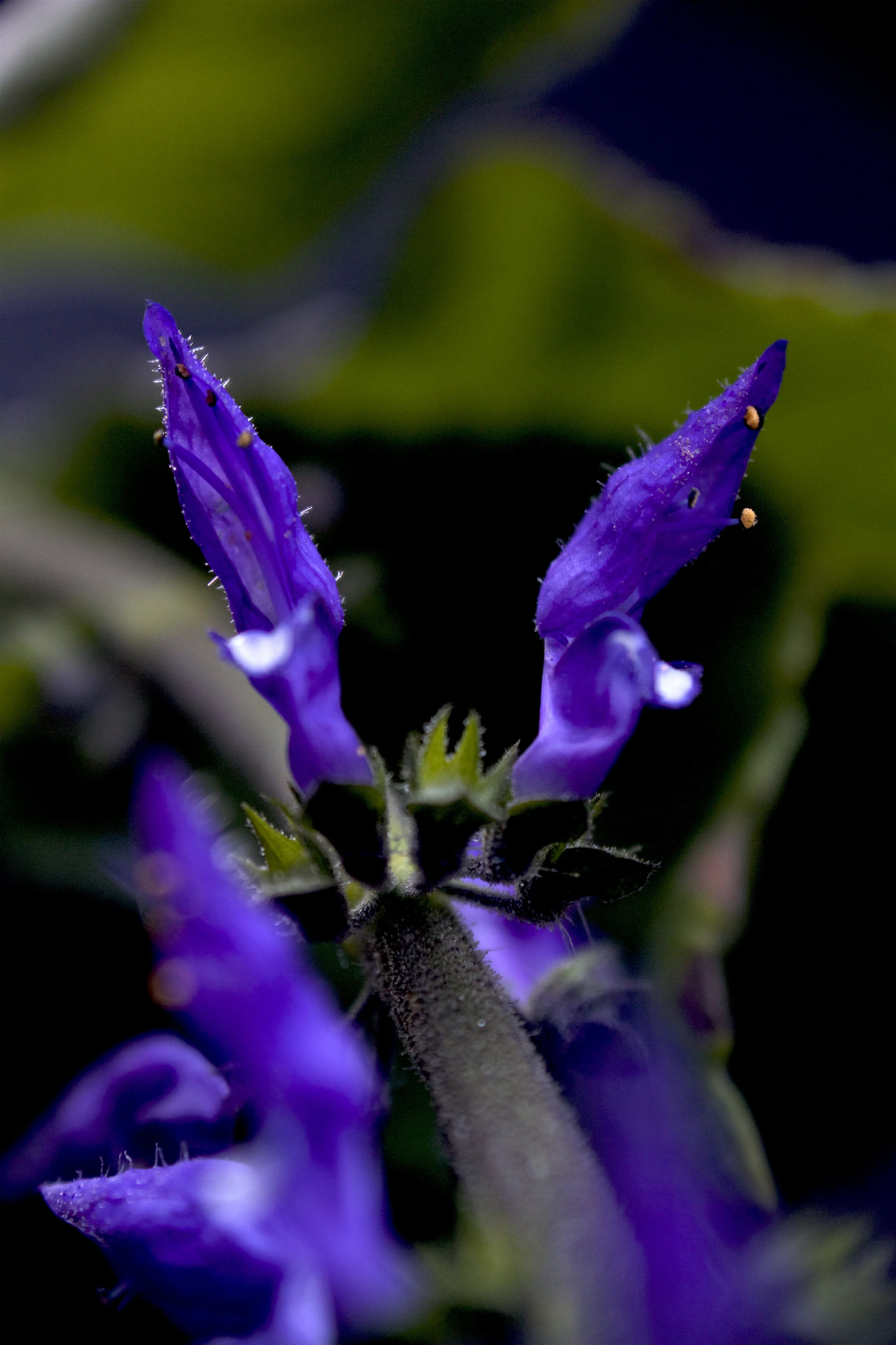 P. barbatus