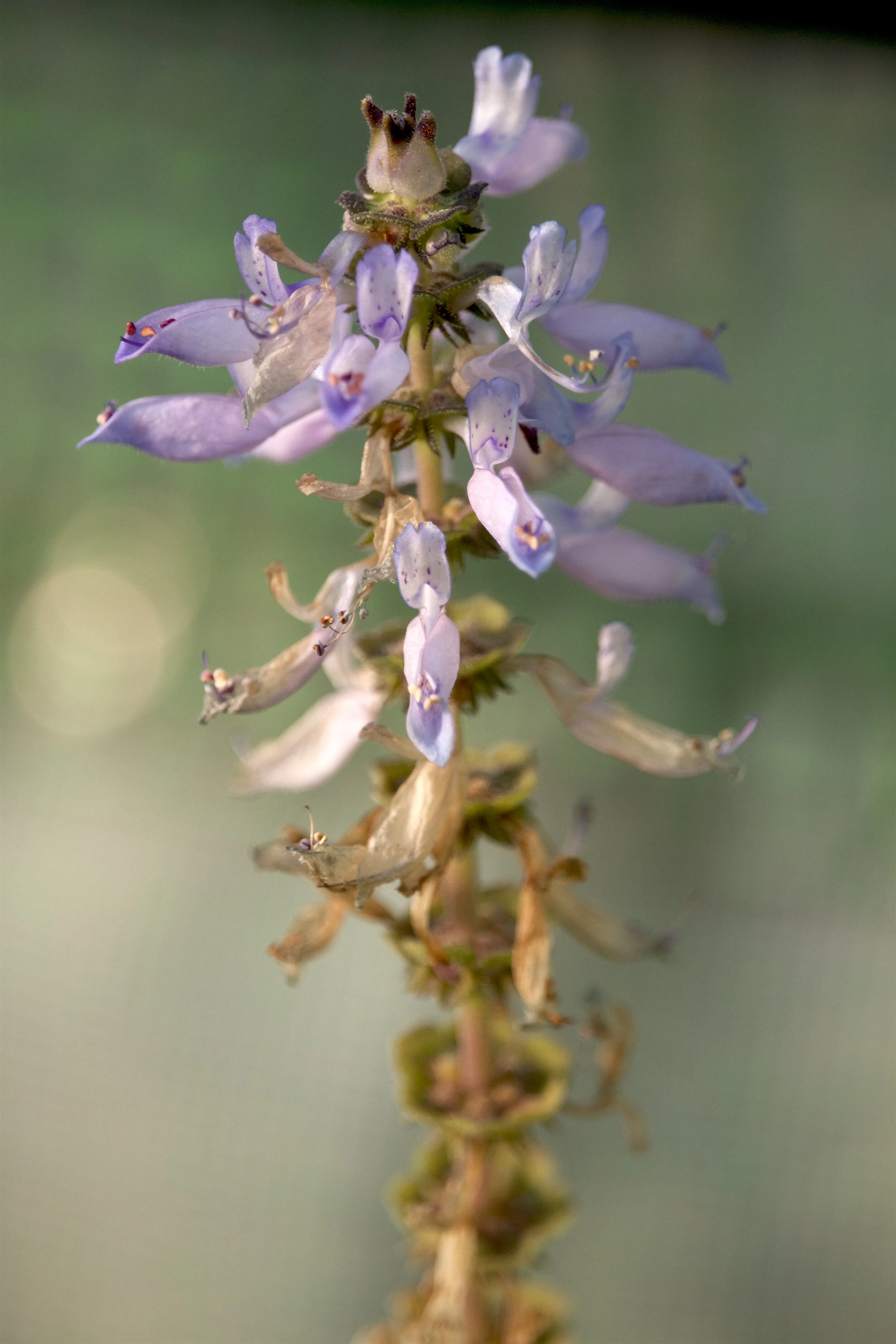 P. neochilus