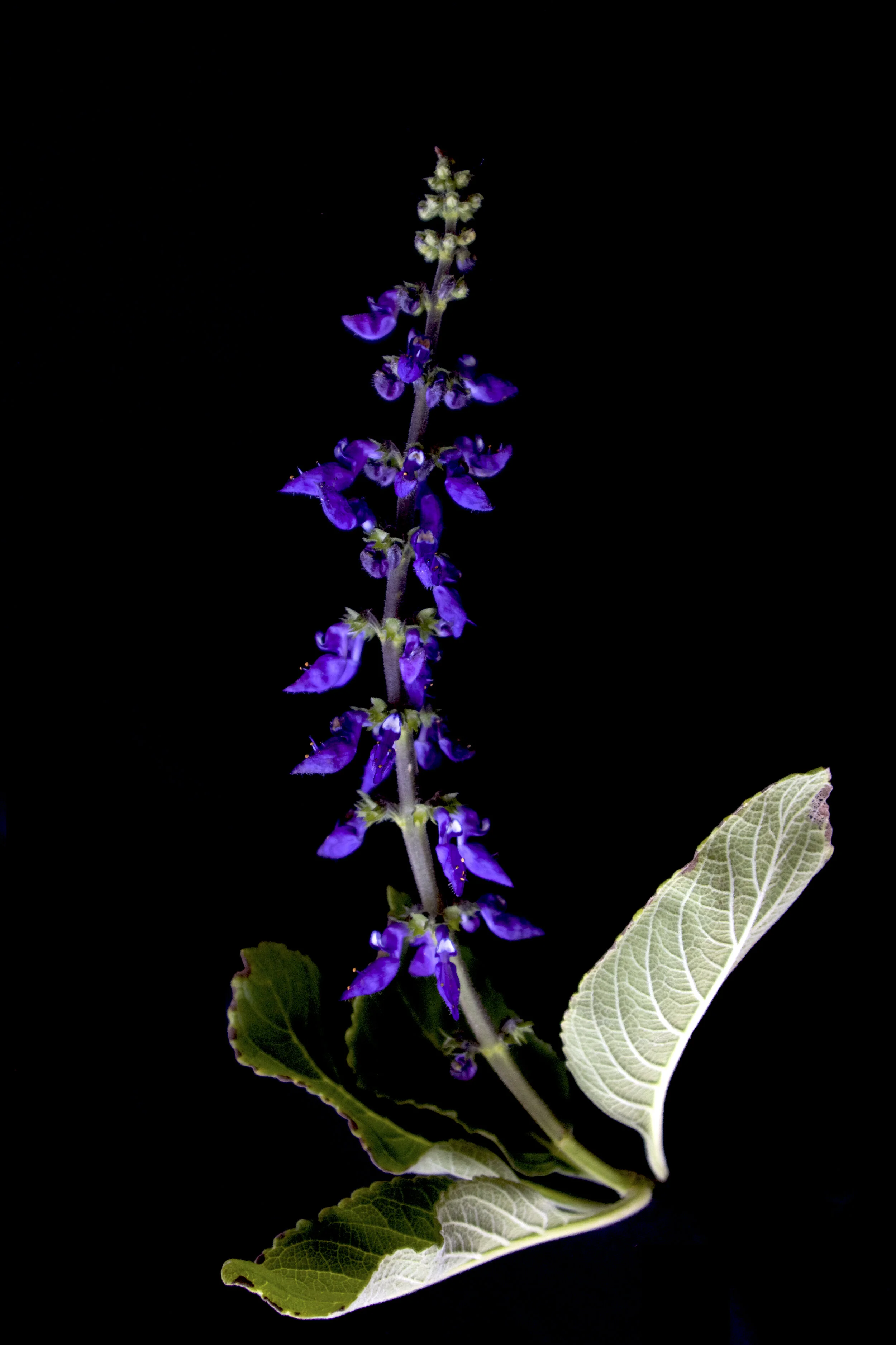 P. barbatus