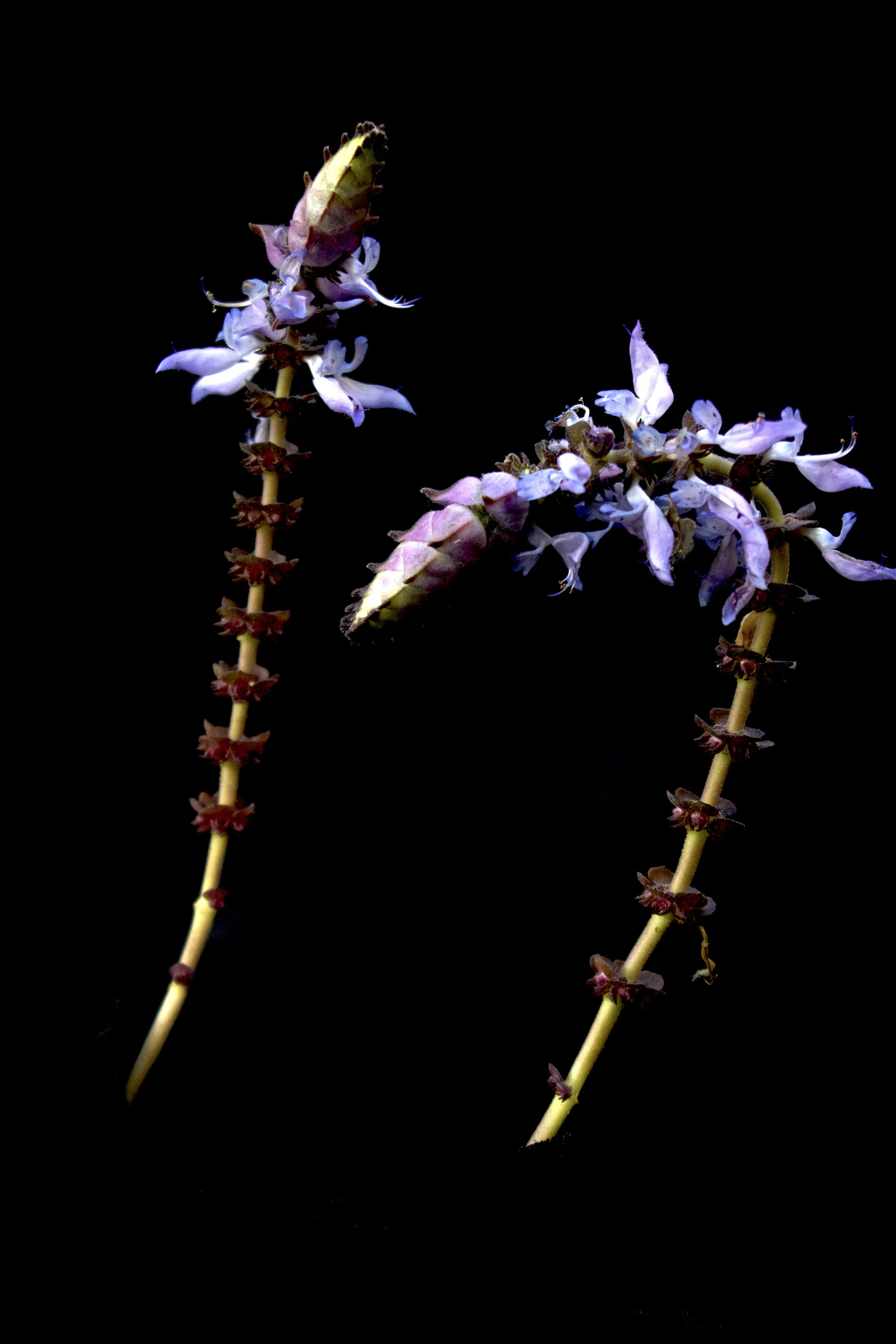 P. neochilus