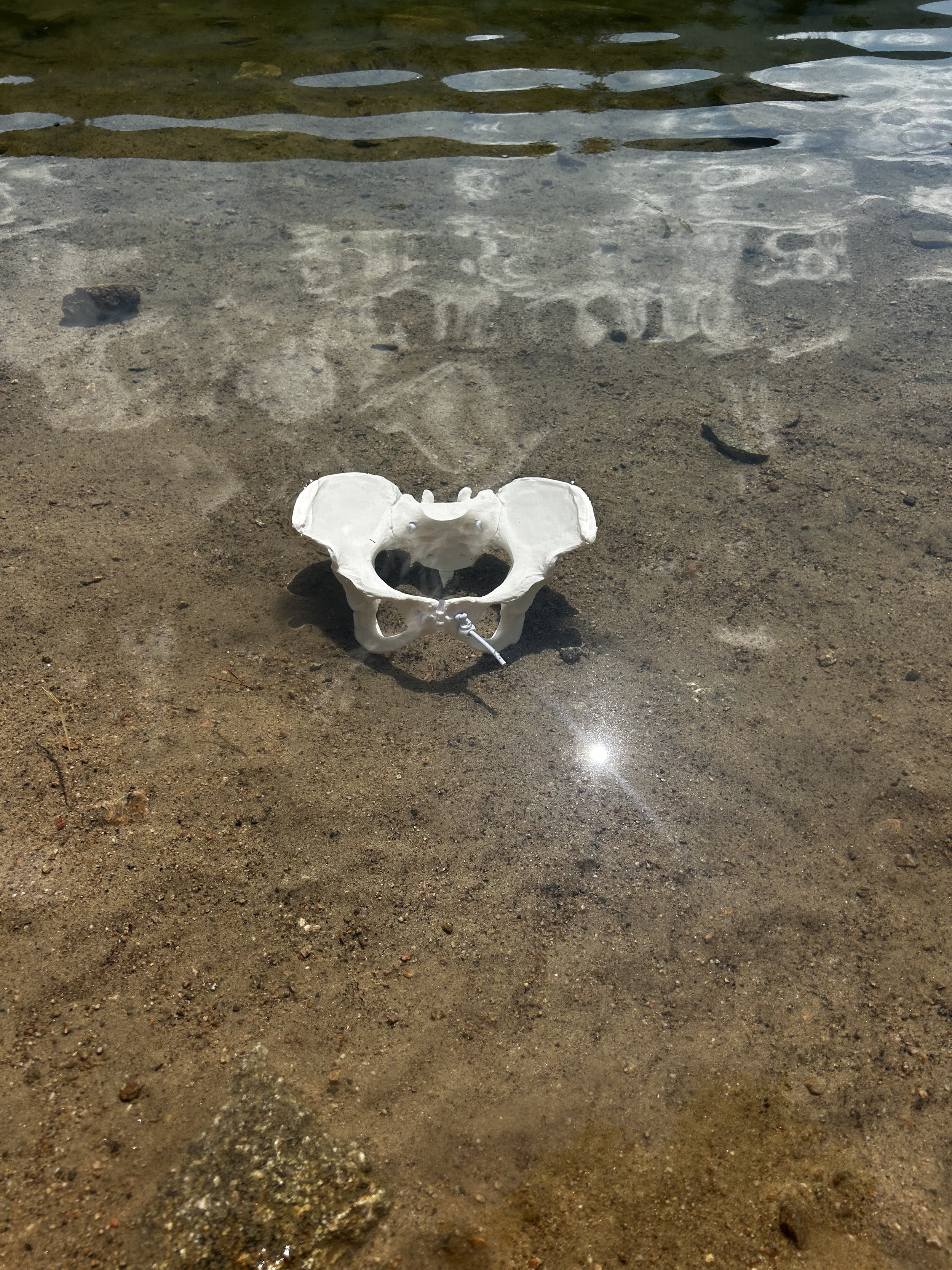 A model of a human pelvis resting on sandy ground with water and stones in the background.