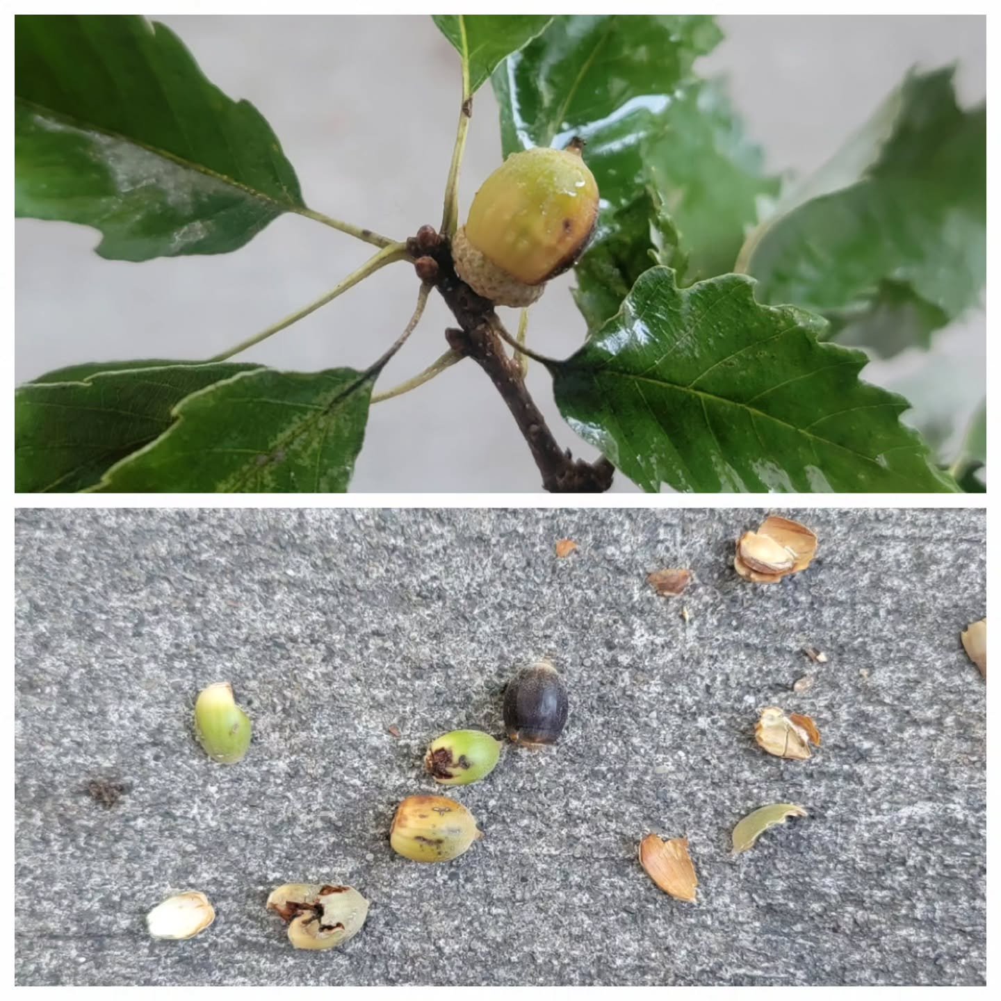ACORNS ARE COMING.
If you want to grow your own Temple Oak offspring, swing by and scoop some acorns up soon.
Oaks have irregular cycles of boom and bust. Boom times, called “mast years,” occur every 2-5 years, with few acorns in between