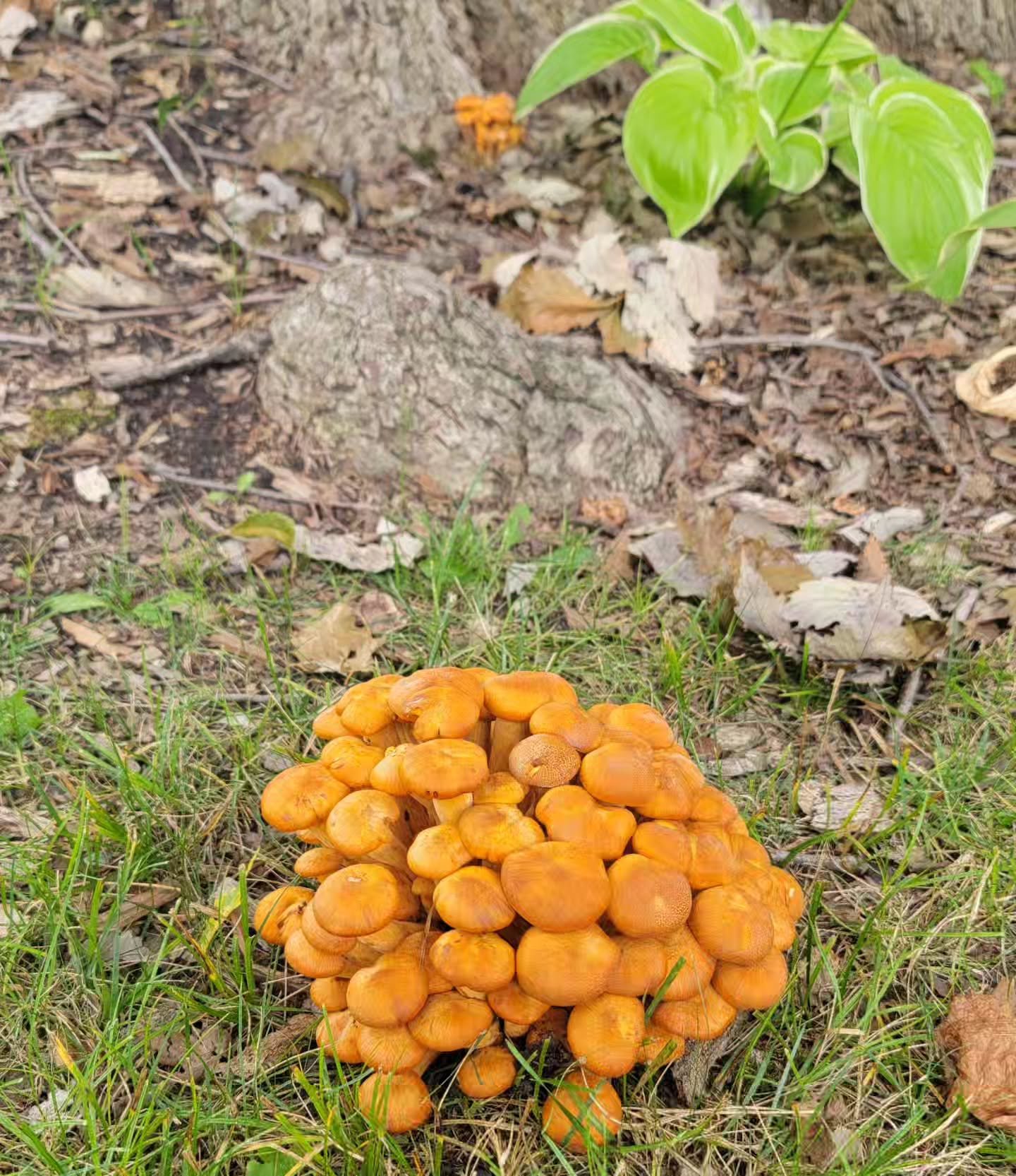 Shrooms