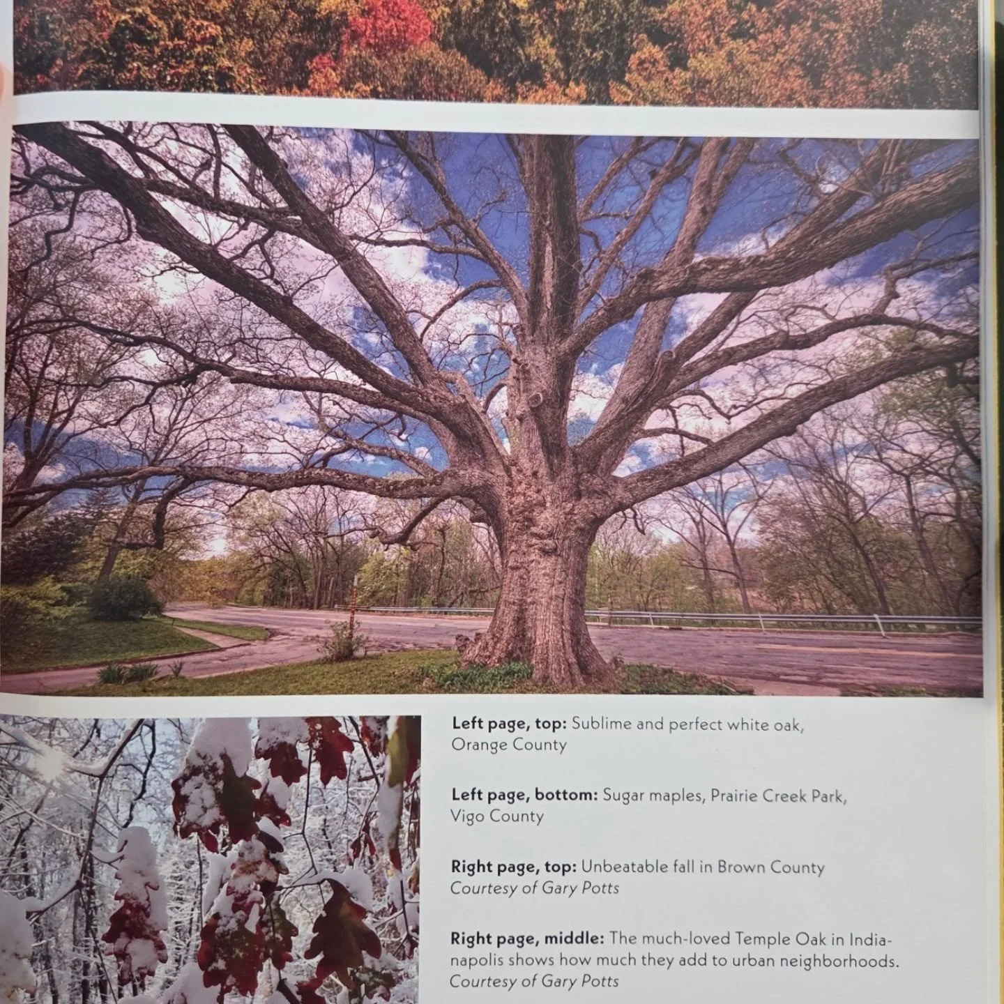 Did you know I'm in a book??
Check out Carol Ritter's Magnificent Teees of Indiana from Purdue University Press.