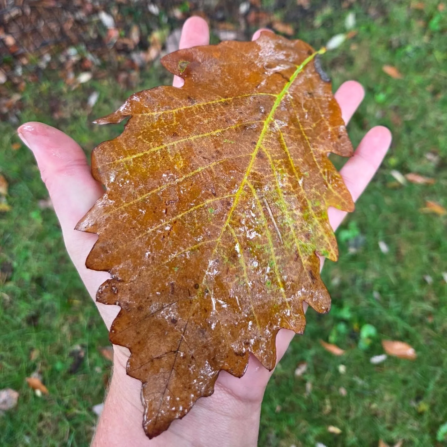 Huge leaf!