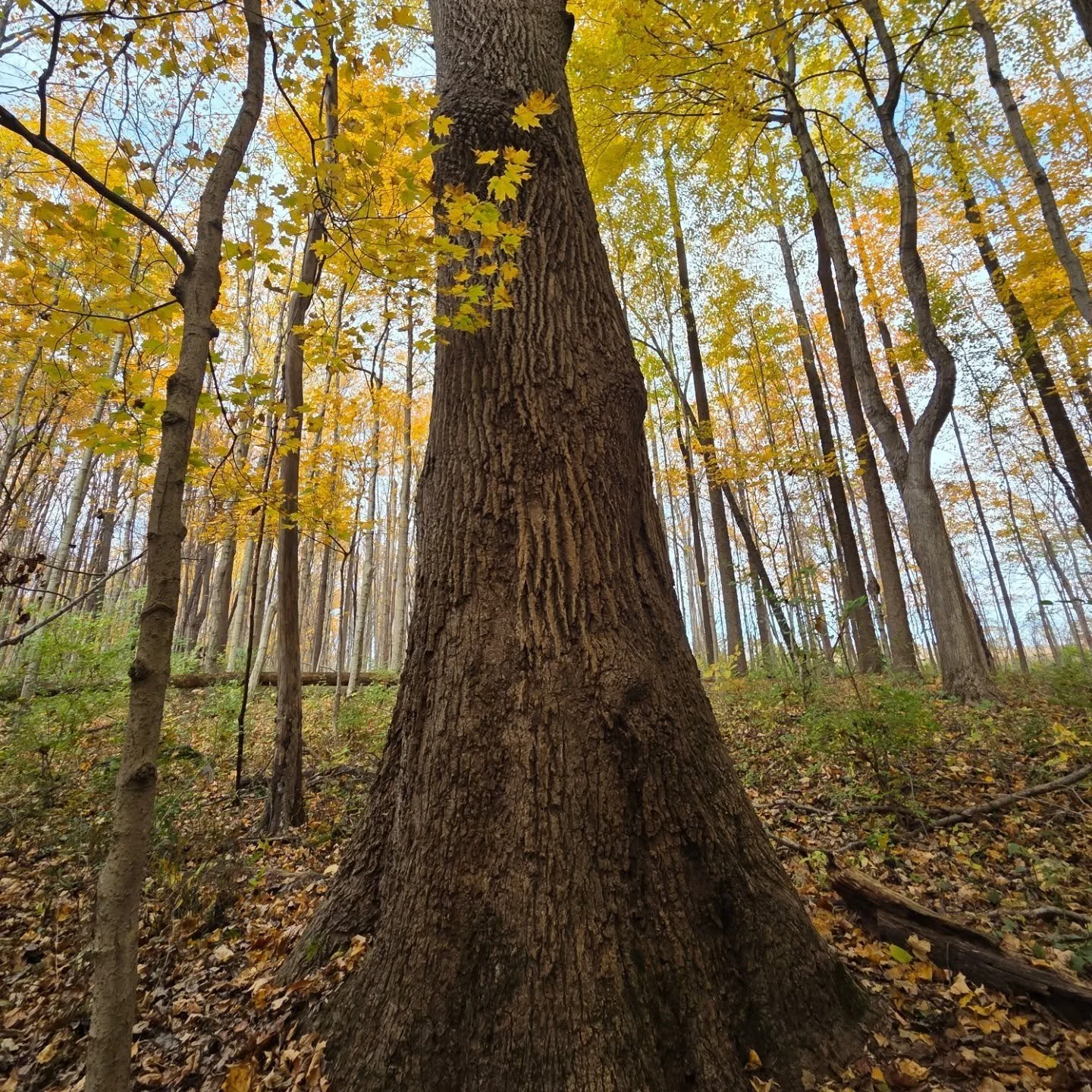 Visited this monster of a Tulip Tree today.

Very jealous of their Champion Tree status 🥲