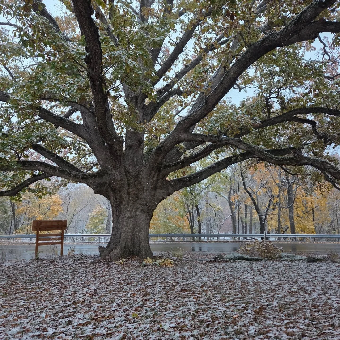 First snow of the year ❄️