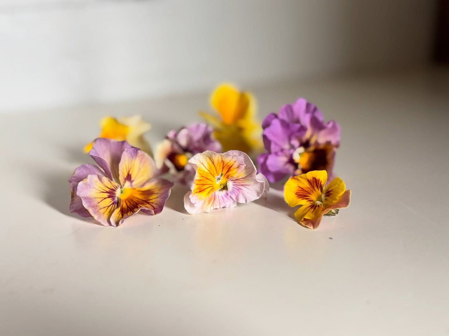 We&rsquo;re supposed to finally get some rain over the weekend so I decided to clip and press these first few adorable little faces. I&rsquo;ve never grown them before and they&rsquo;re super charming!