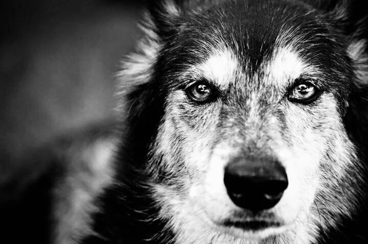 Dutchess - My Heart Dog