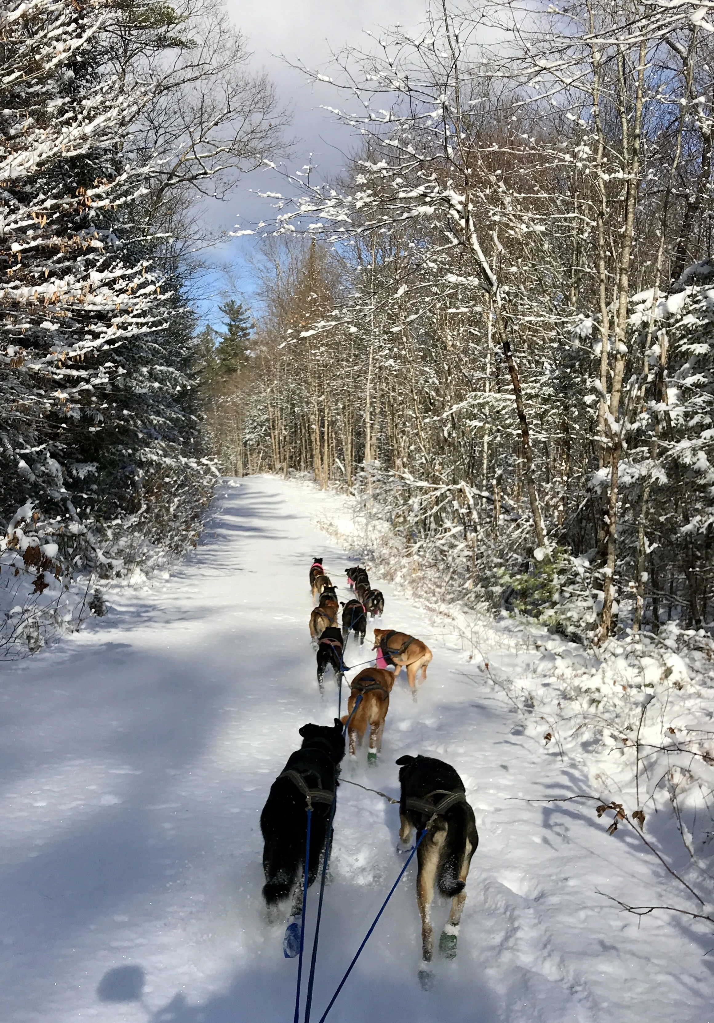Beautiful Winter Trails