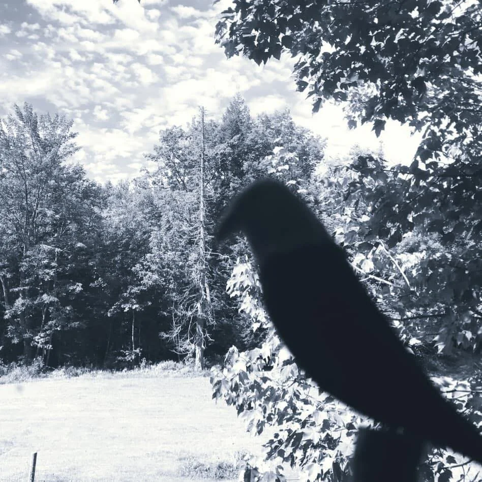 My Power Animal overlooking the backyard