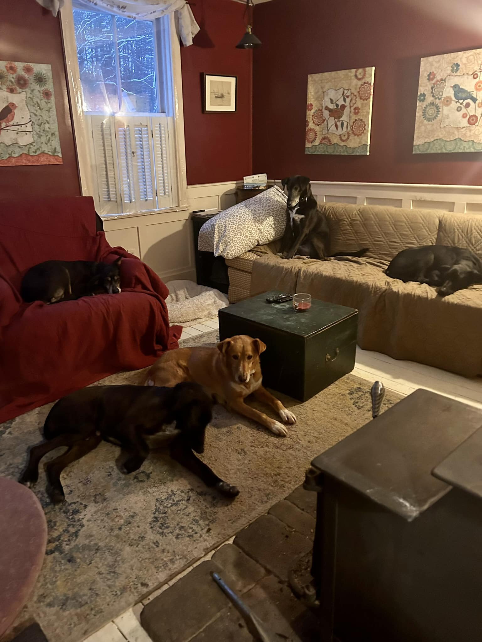 I used to make the point that even though I have many dogs, I&rsquo;m not a crazy person&hellip;they don&rsquo;t all live in the house. 
Recent reality check&hellip;they do and I am🤷&zwj;♀️

Seriously though there are only 12!!🥰

#retirementliving 