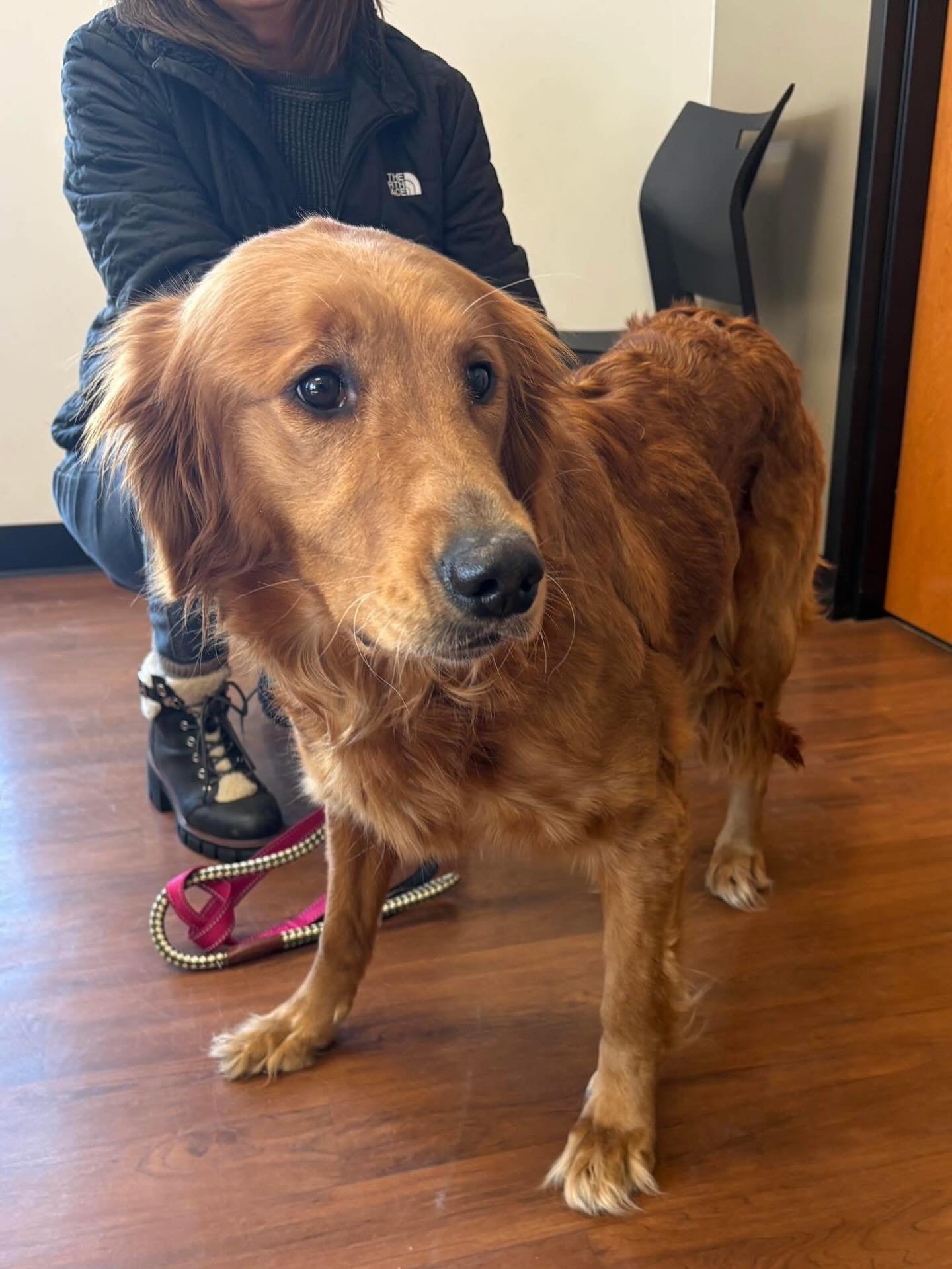 Last week I had the honor of working with Autumn, rescued from a puppy mill by wonderful people at Rush Veterinary Clinic in Tamaqua, PA. They were looking for insight into how to help her. 

Autumn was very dissociated and communicated mostly with f