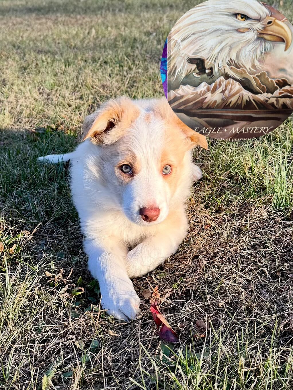 Today was EPIC. A client wanted to know if she should bring this border collie puppy into her family to train as her next agility partner. His energy was strong but it blew me away when I connected and heard this song! He will be a force no matter wh