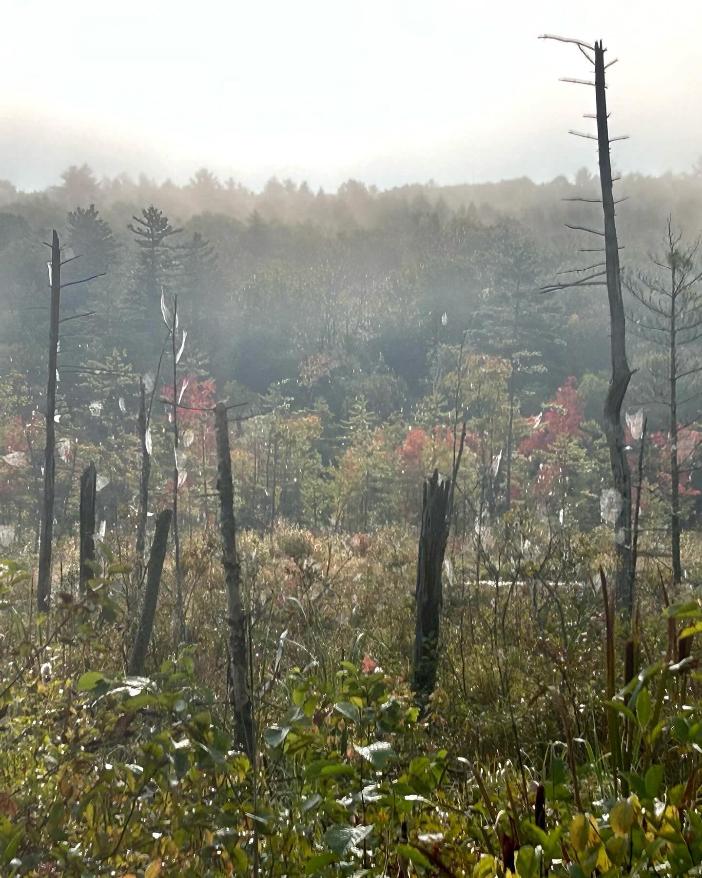 What makes your heart sing? 

Do that🔥

#spiderwebart #sleddogsforever #horsesandfriends