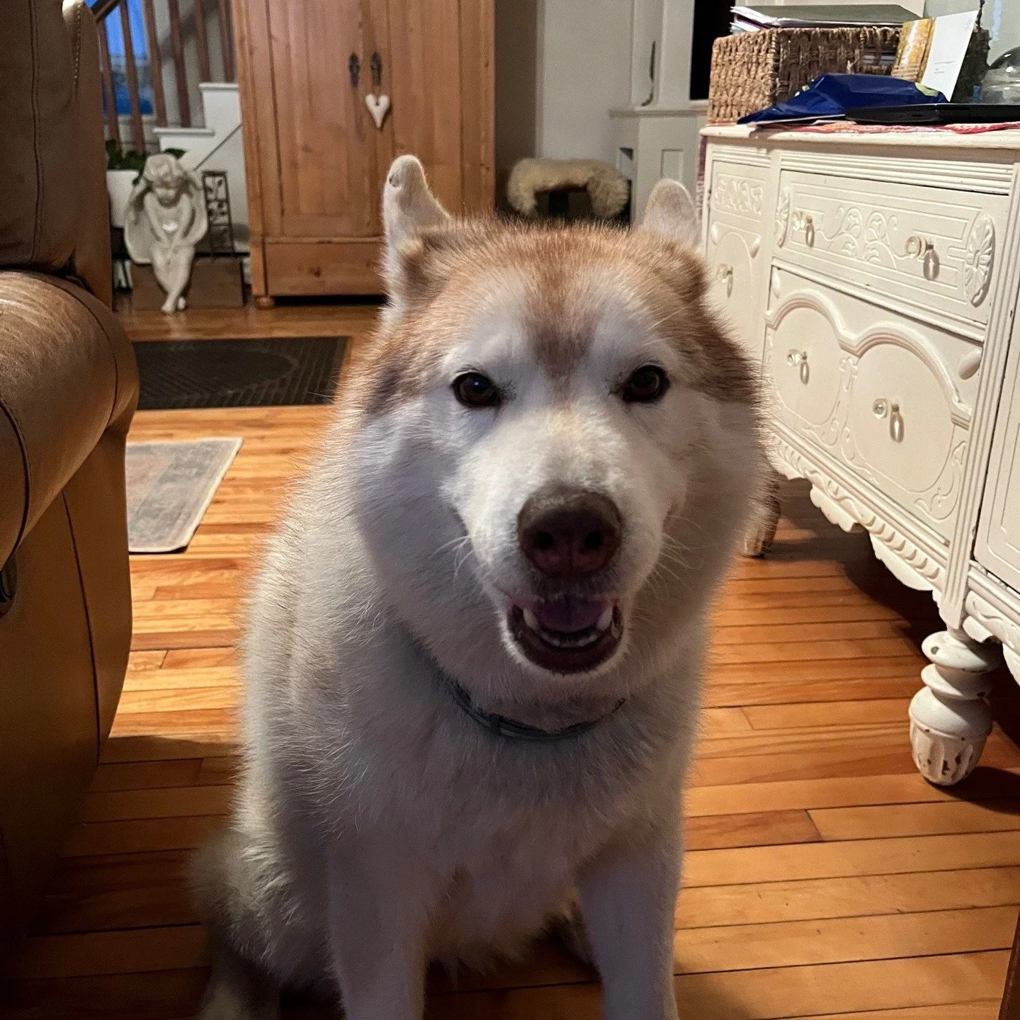 Let&rsquo;s find Tiffany her person. 💜
Sometimes good intentions and a heart for an animal are not enough which is why I want to introduce Tiffany.
This beautiful girl is a young-ish Siberian husky currently in central NH. She originally lived with 