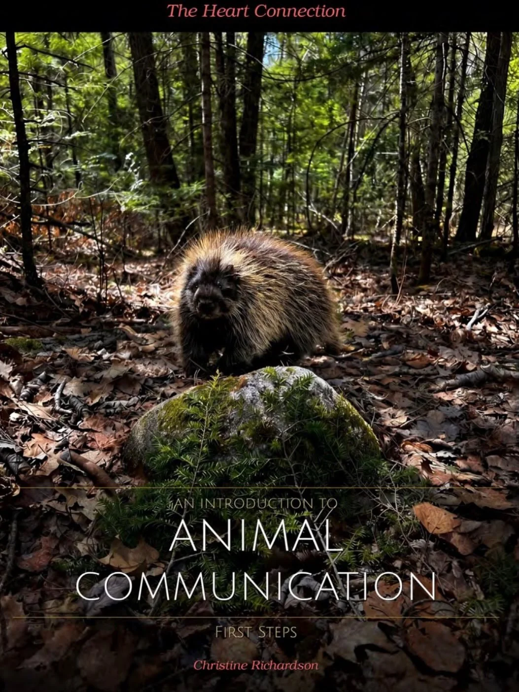 It is finally here! 🐾✨

I&rsquo;ve been working on this for a long time, and today I get to say it out loud: my Self-Practice Guides to Animal Communication are live!

I will never stop doing private sessions but I created this program for everyone 