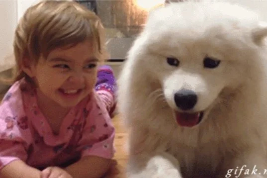 What Animals in Spirit have Shared