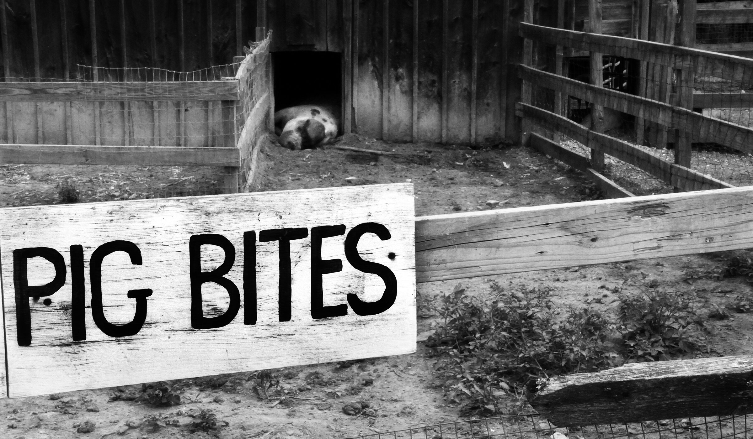 Pig Bites