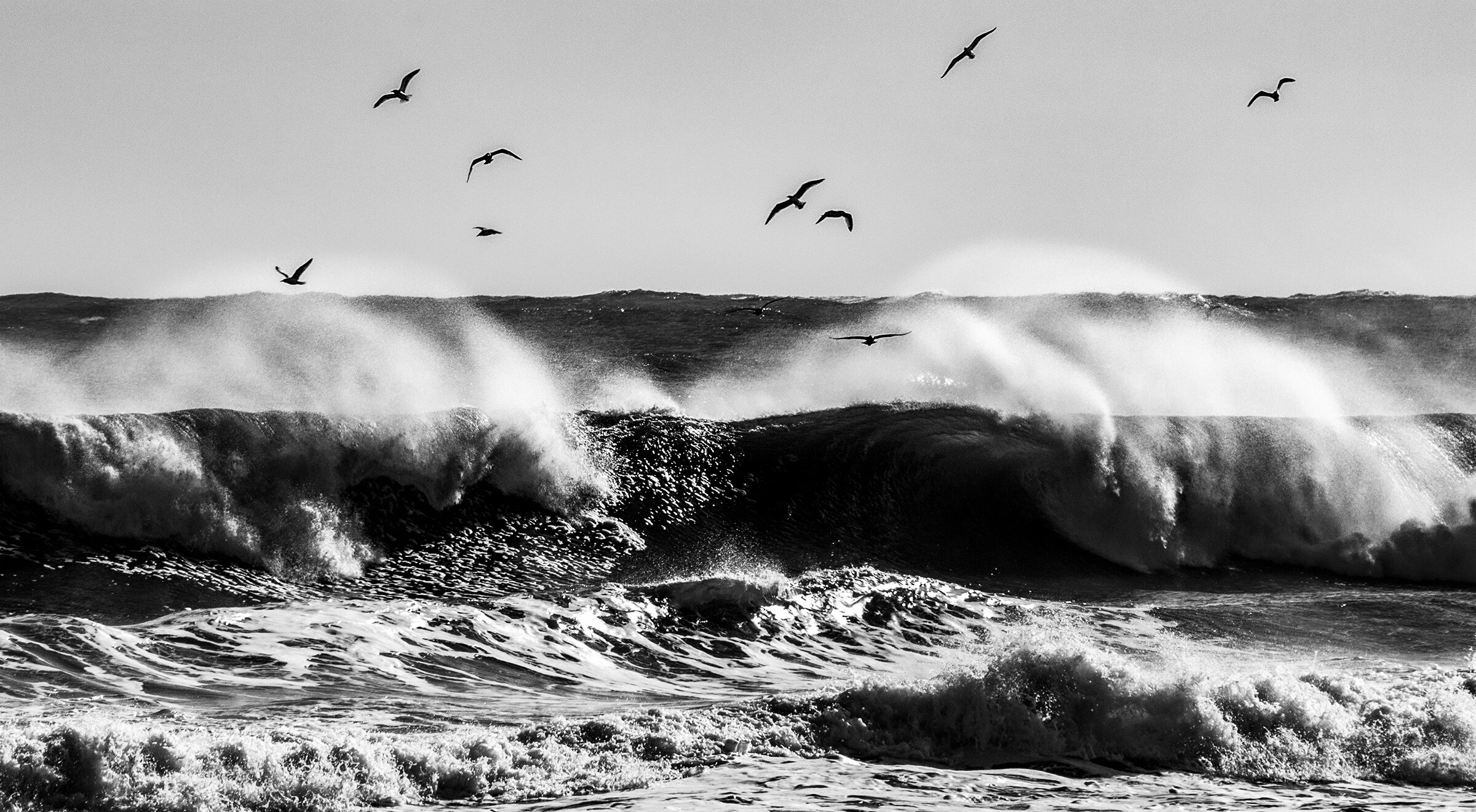 Gull Surfing