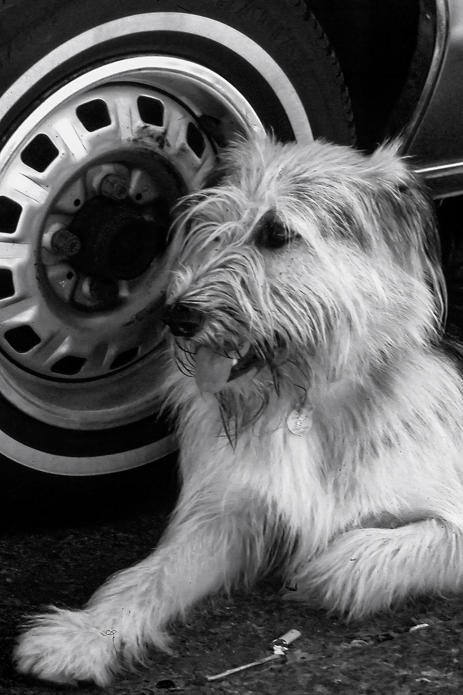 Dog & Tire