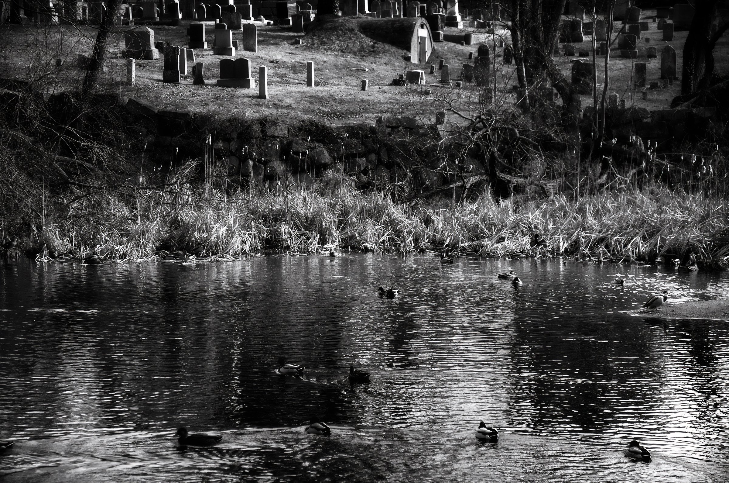 Ducks and the Dead